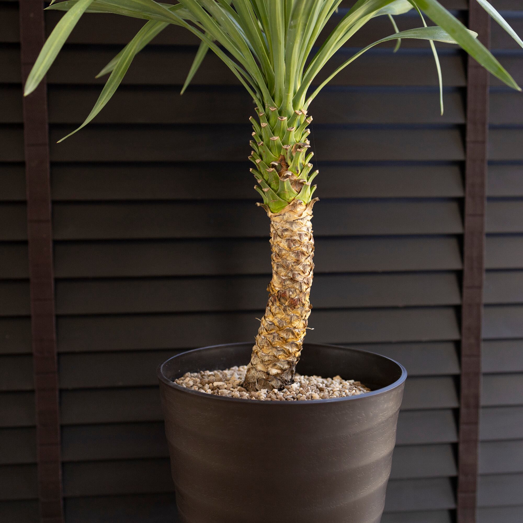 ユッカ ロストラータ 【24-262】美形 【公式通販】