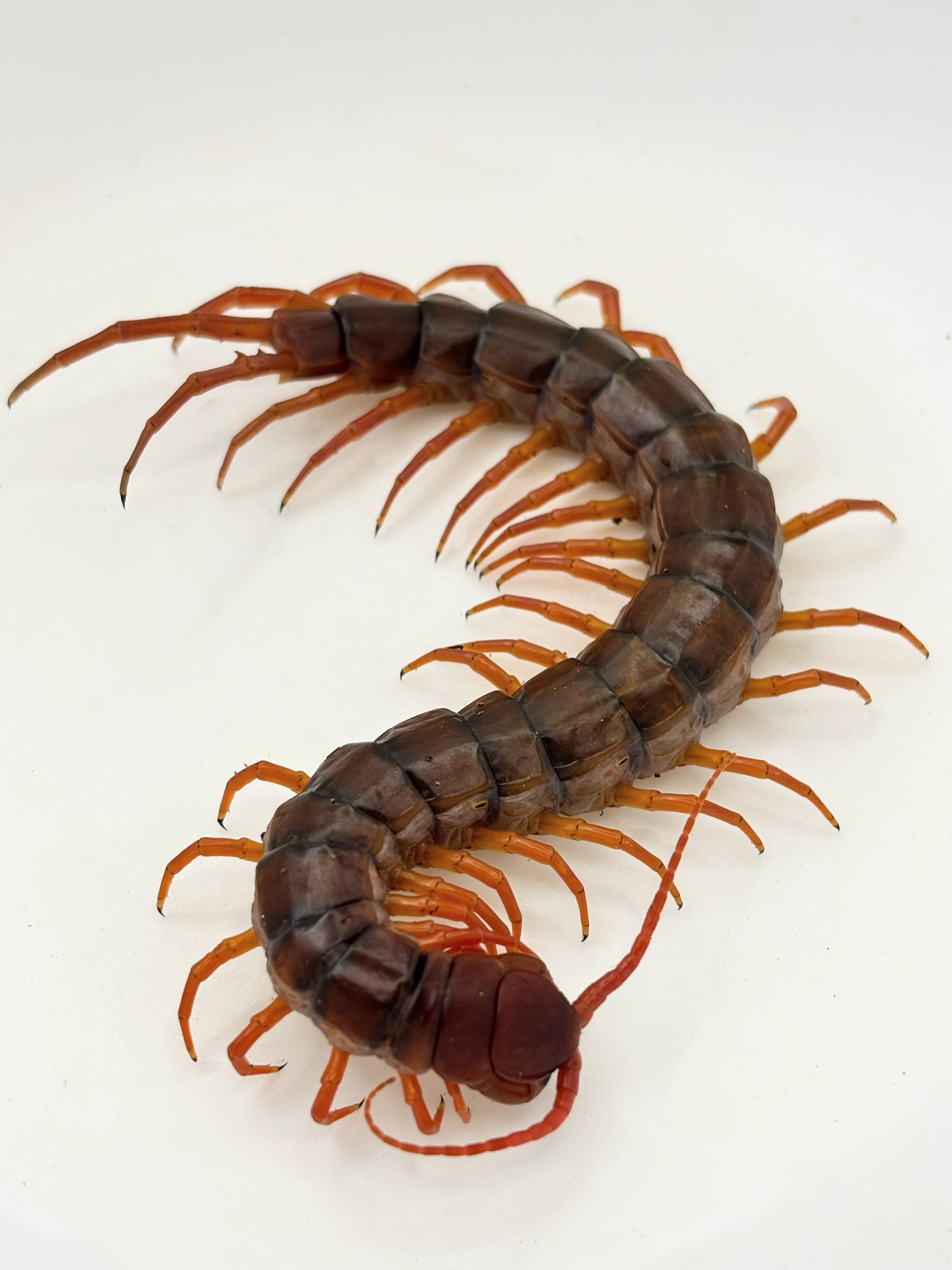 ハイナンブラック センチピード CHベビー 1匹 | まるころ商店〜まるく