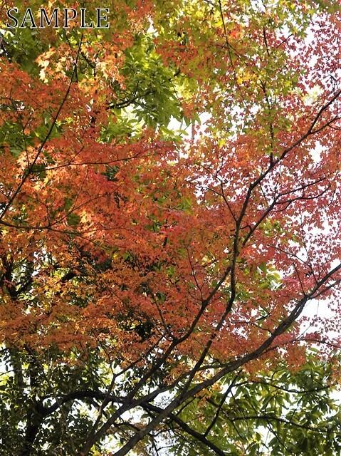 日吉神社  JPEG (4)