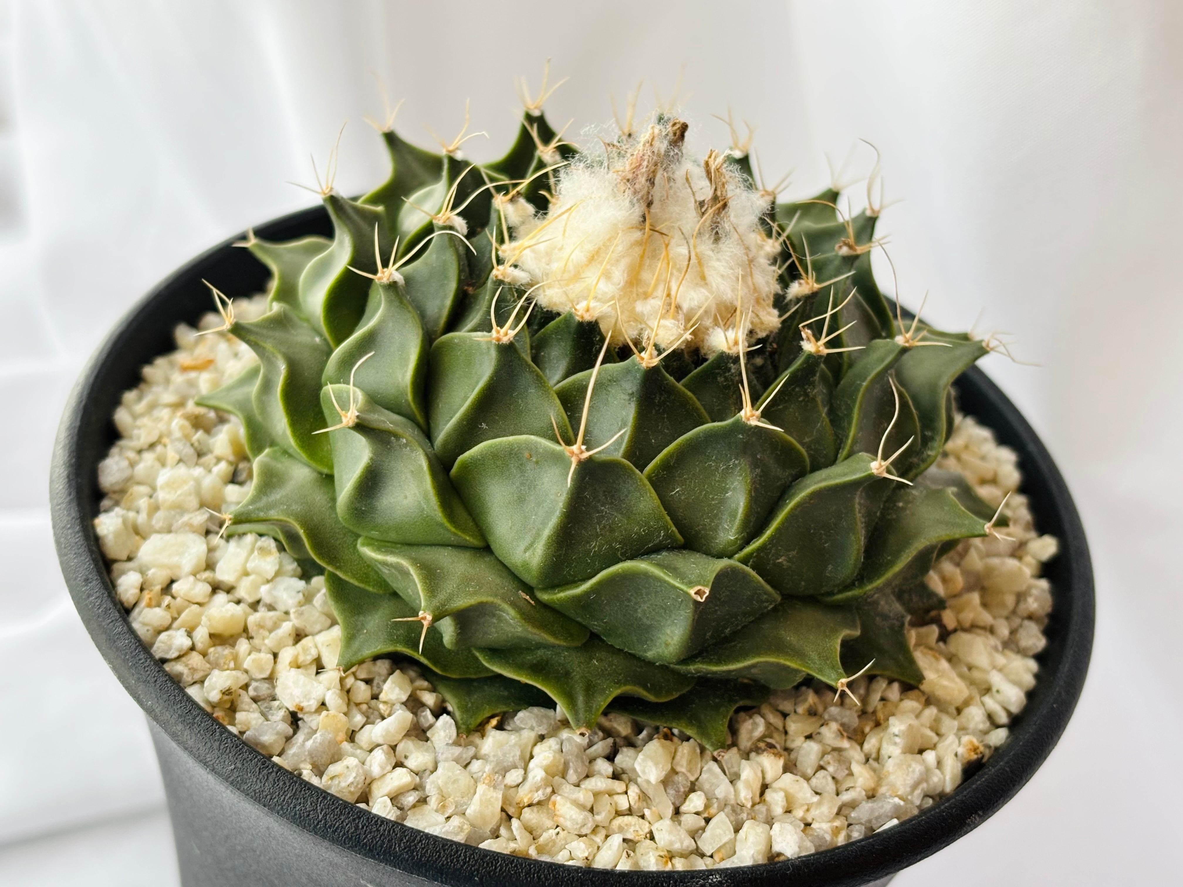 Obregonia denegrii オブレゴニア 帝冠 大疣選抜 サボテン | plants