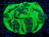 【現地買付】Trachyphyllia geofroy From Makassar