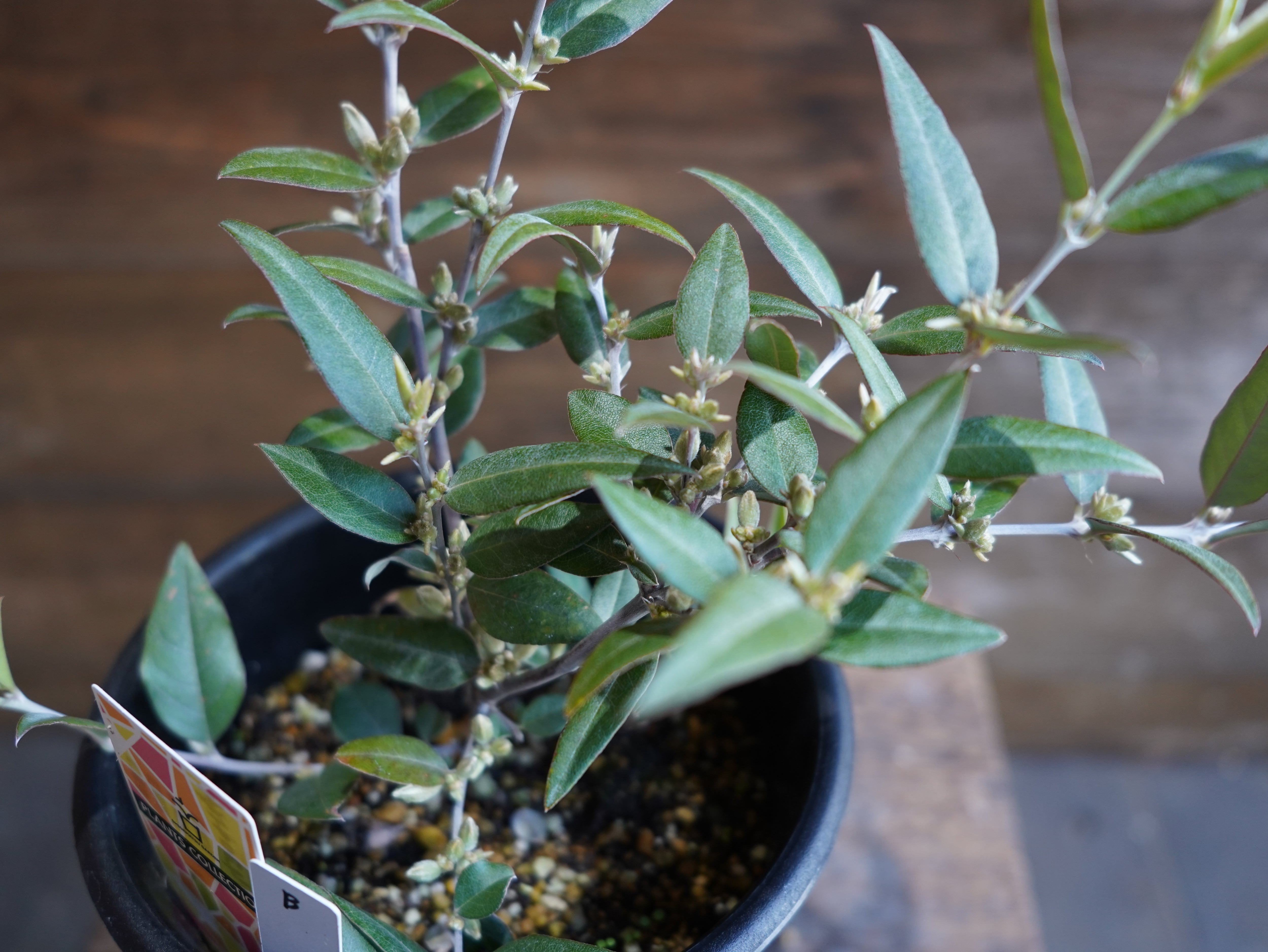 【現物】ガストロロビウム セリセウム ”レッドスター” B