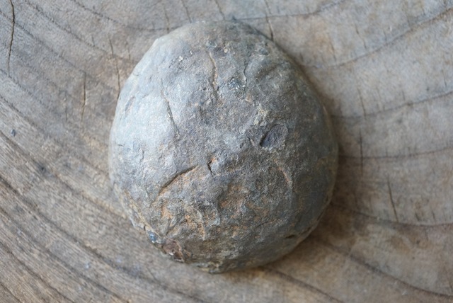 セプタリア　Septaria　754