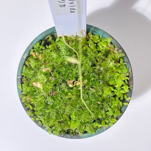 ウトリクラリア・リビダ U.livida