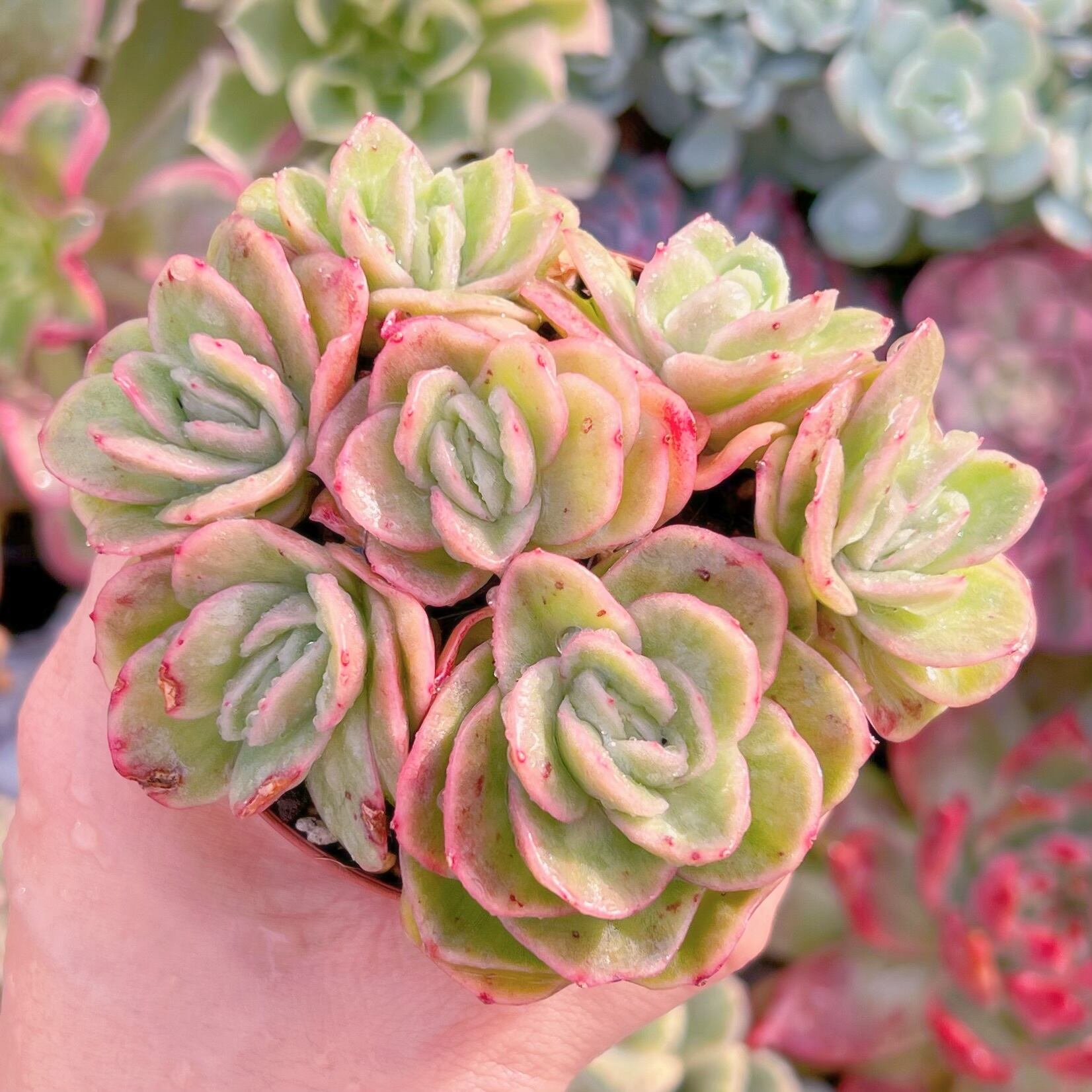 現品　アイスラブリーローズ錦#547    群生   るる農園