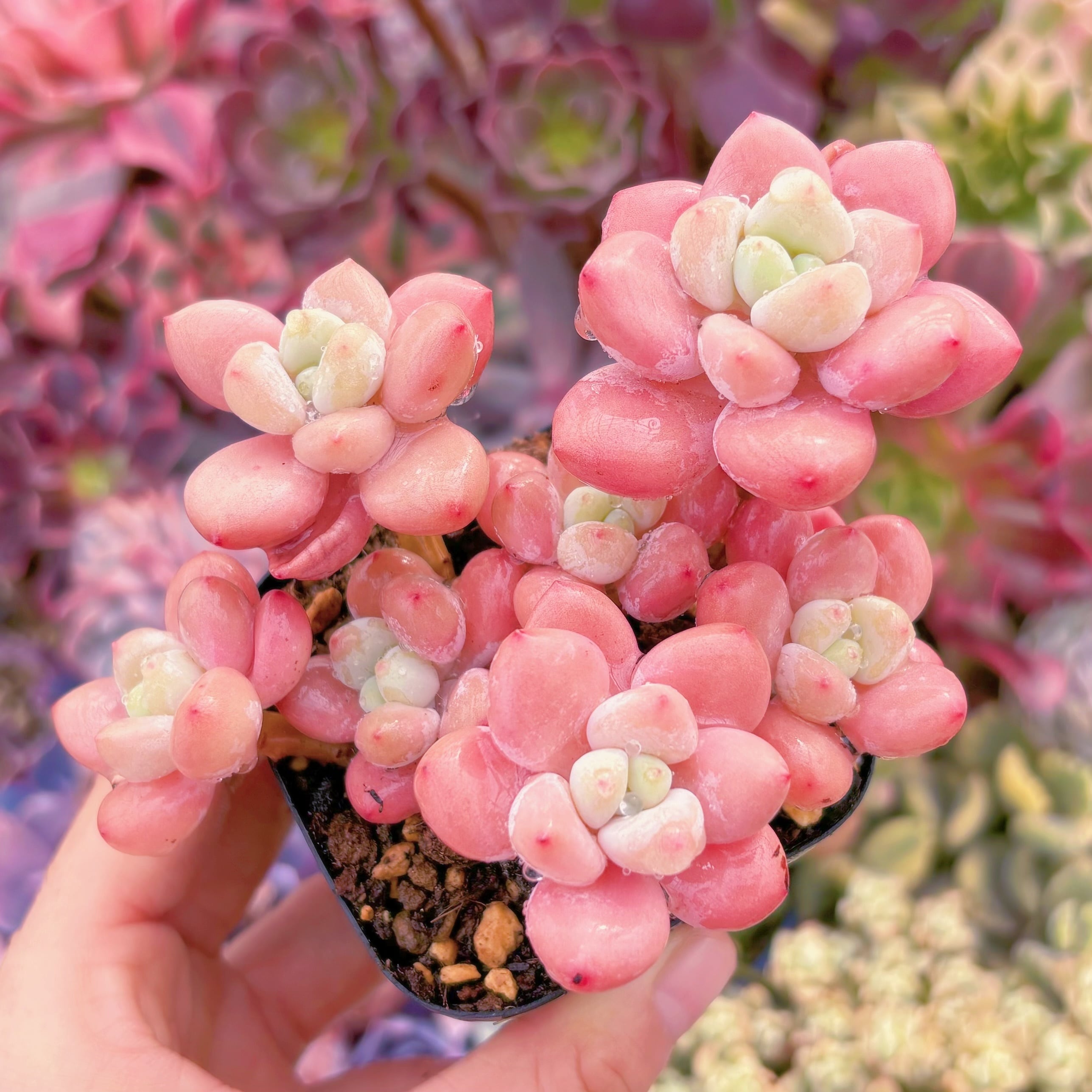 現品　マカロン#638　群生　新入荷　るる農園