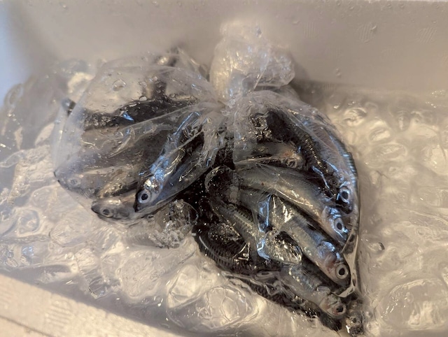 高知県大月産 藁にこだわって作るカツオの藁焼き