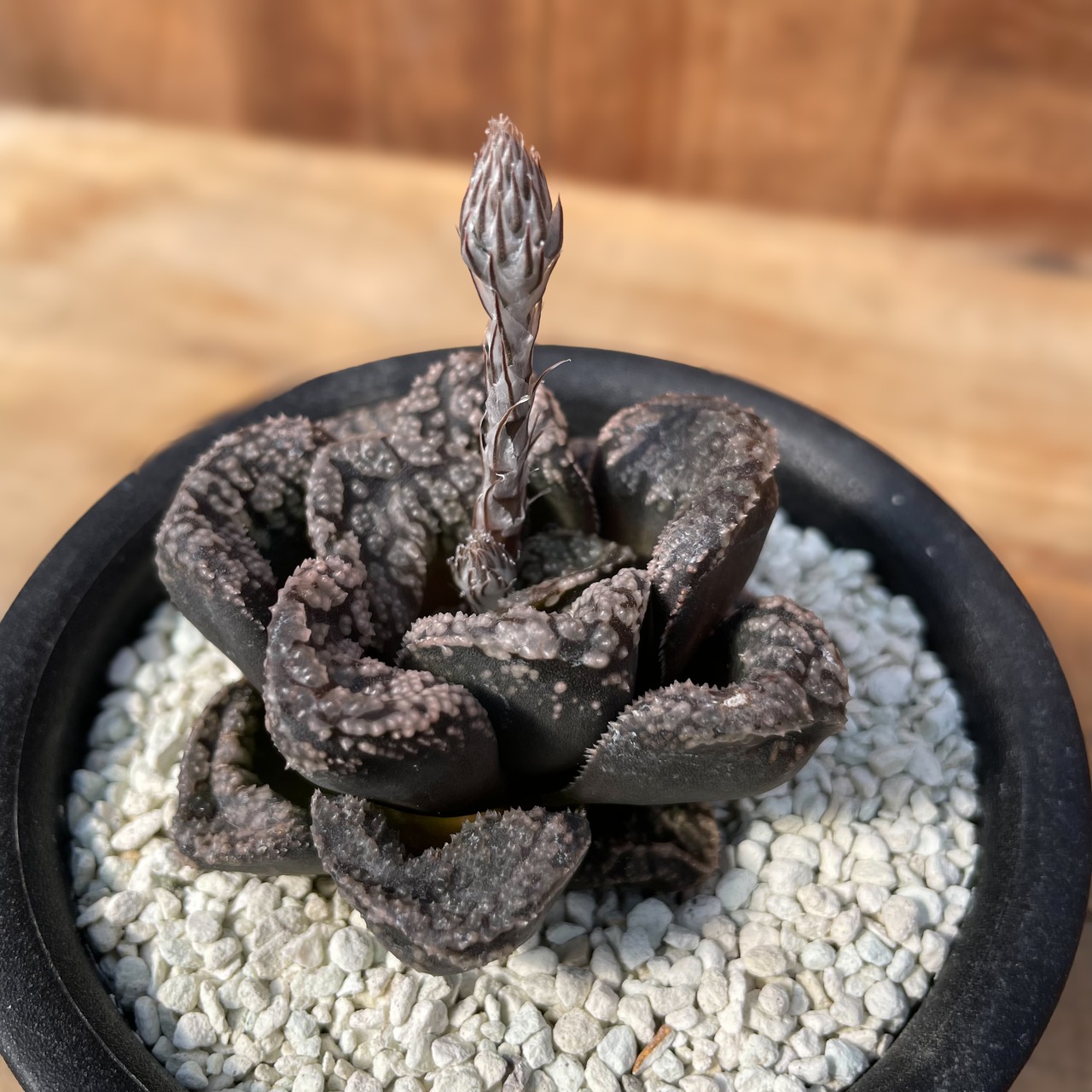 Haworthia 'Mordol'【ハオルチア・大型モルドール】
