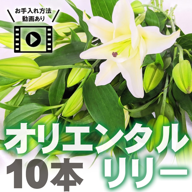 【5/13～母の日以降のお届けとなります】《ホワイト・ピンク》オリエンタルリリー〈ゆり〉 10本【気品あふれる国産ユリ】★フラワーロス支援