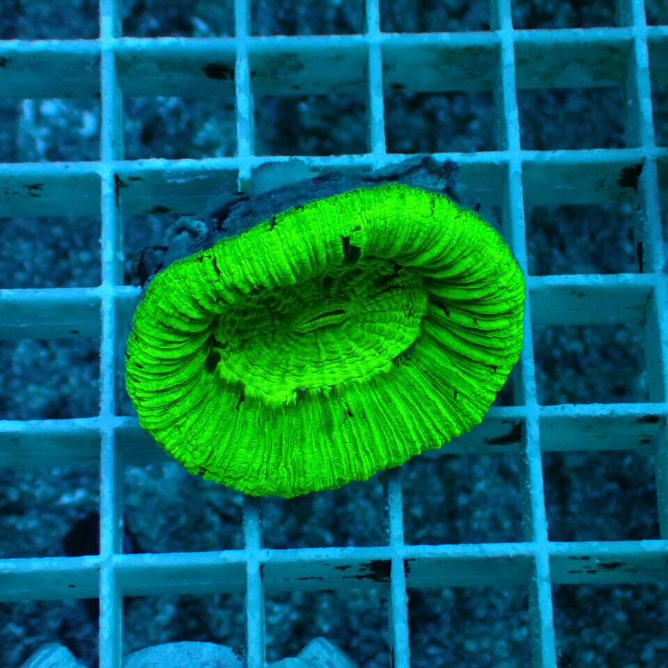 hiro2755 オオバナサンゴ、ブレインコーラル hiro2755 オオバナサンゴ、ブレインコーラル No.2 ブレインコーラル