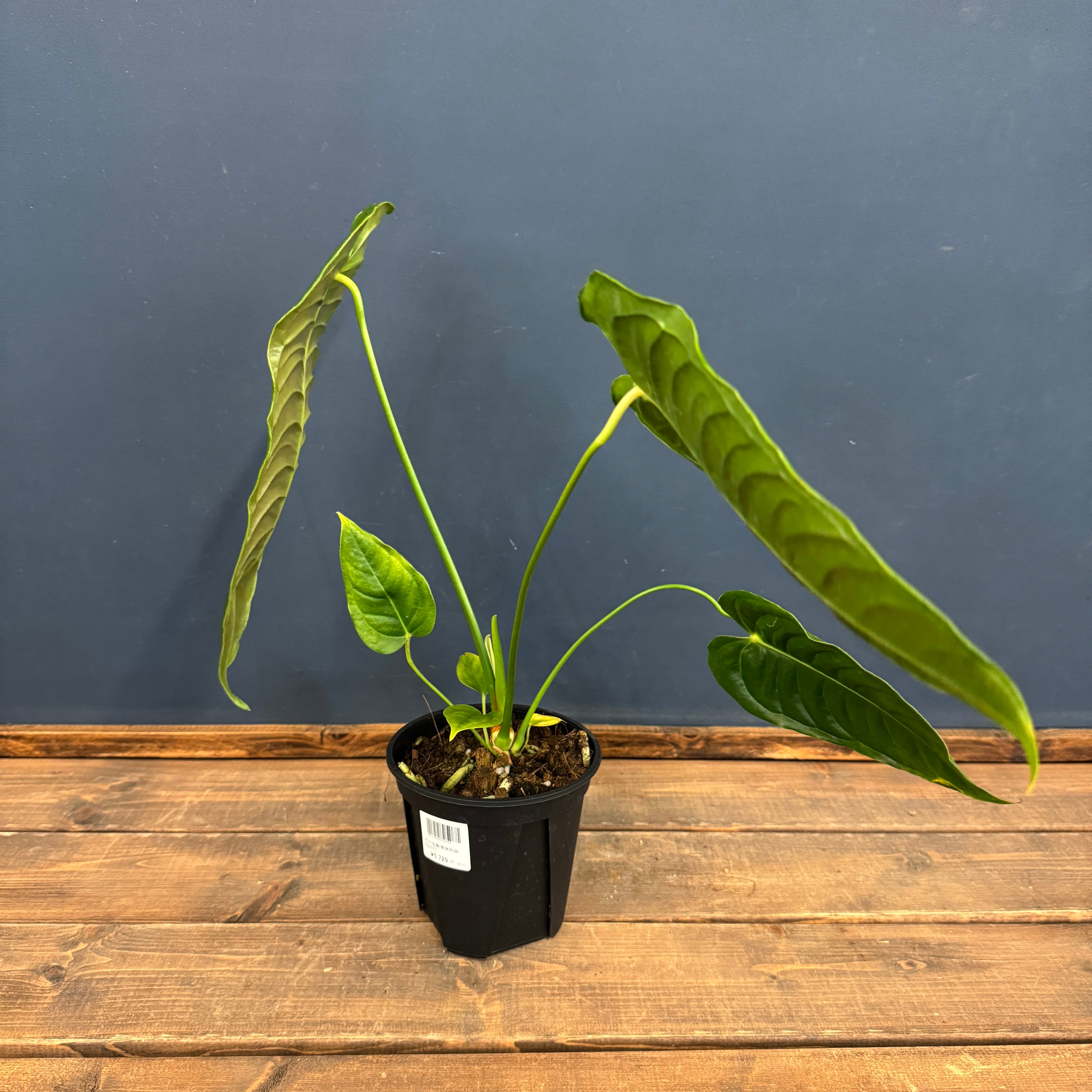 アンスリウム ベイチー【550】 | PROTOLEAF プロトリーフ