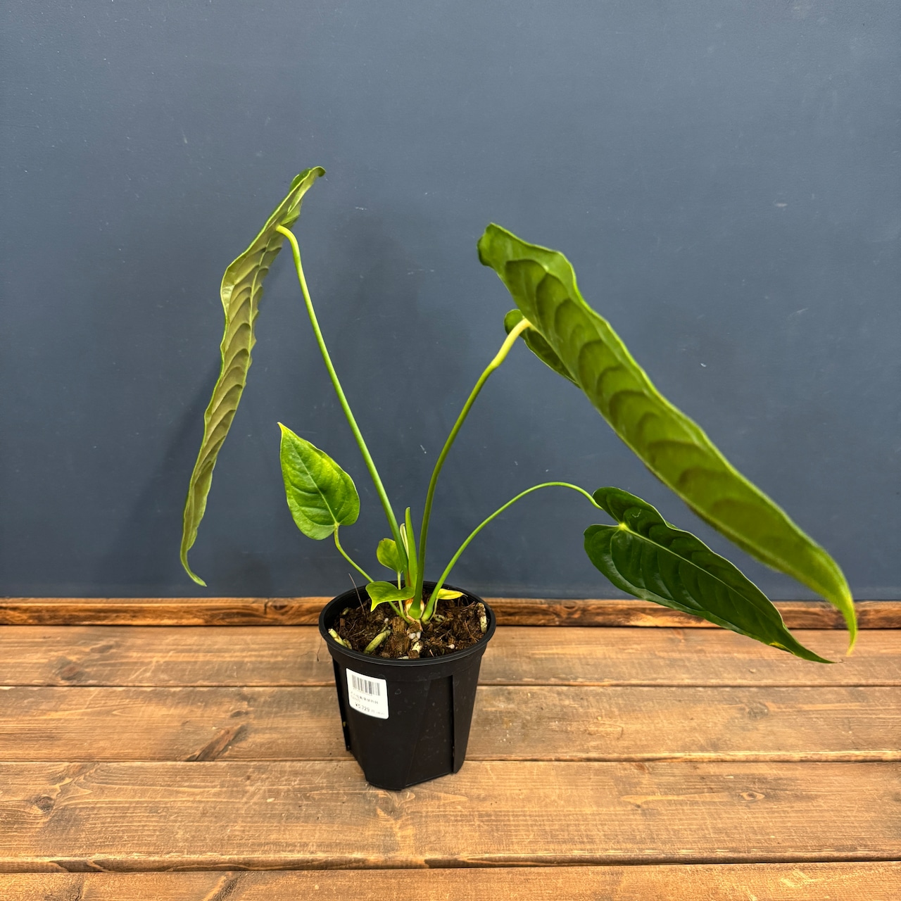 アンスリウム ベイチー【550】