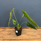 アンスリウム ベイチー【550】