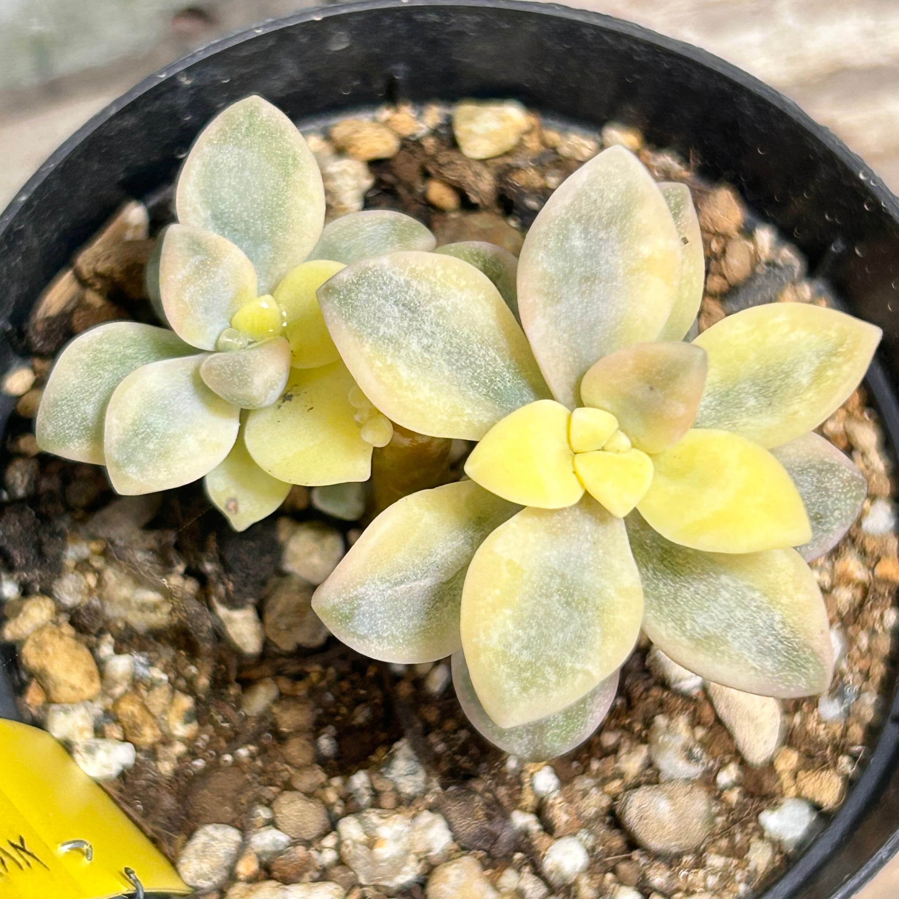 錦 | RuPo 多肉植物専門店