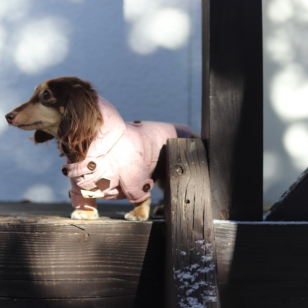ダッフルコート | カニンヘンダックスとミニチュアダックス専門のお
