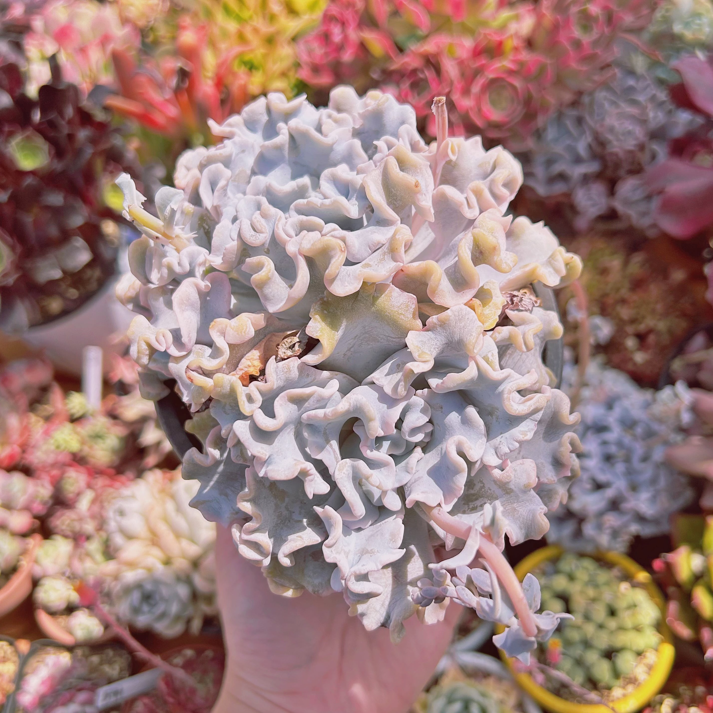 現物　多肉植物　 クリスペートビューティー　特特大