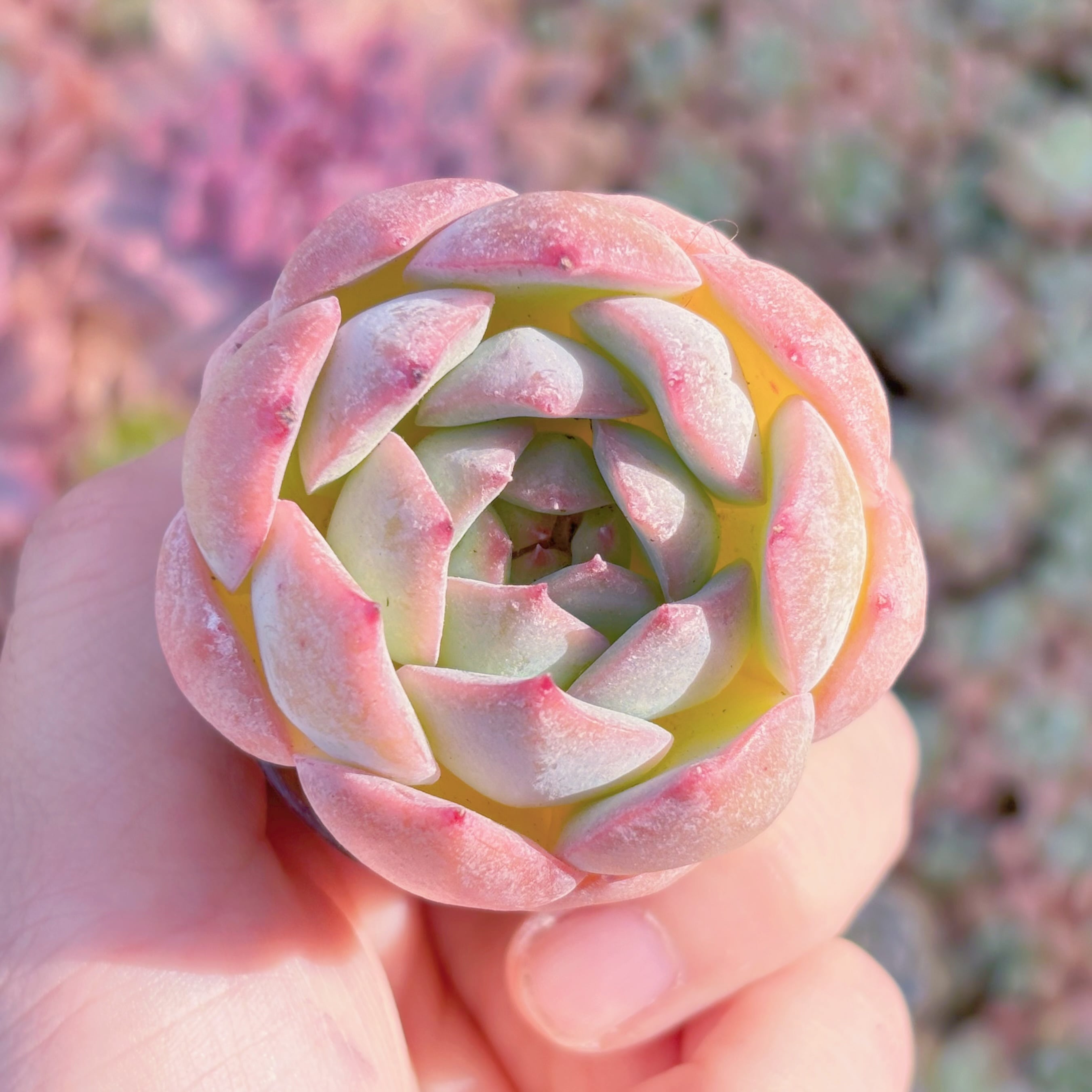 多肉植物　ストロベリーアーモンド　新入荷　るる農園