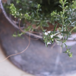 グリーン＆ホワイトカラーのワイヤーブリキ寄せ植え　｜届いてすぐ飾れる完成品｜玄関にオススメ｜新築・開店祝いギフト｜モンディマンシェ