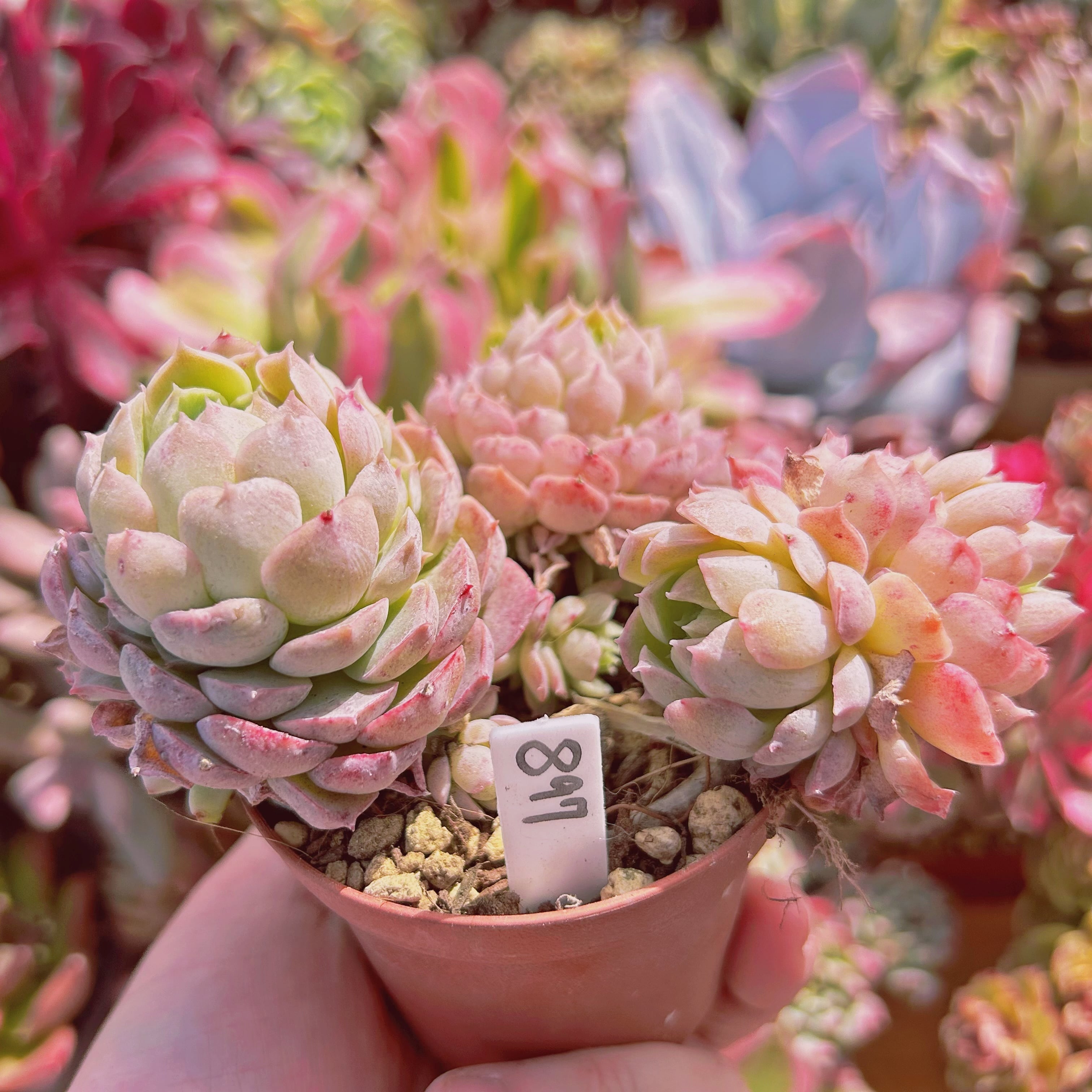 897現物 多肉植物 レッドホール 抜き苗 | るる農園~多肉植物専門