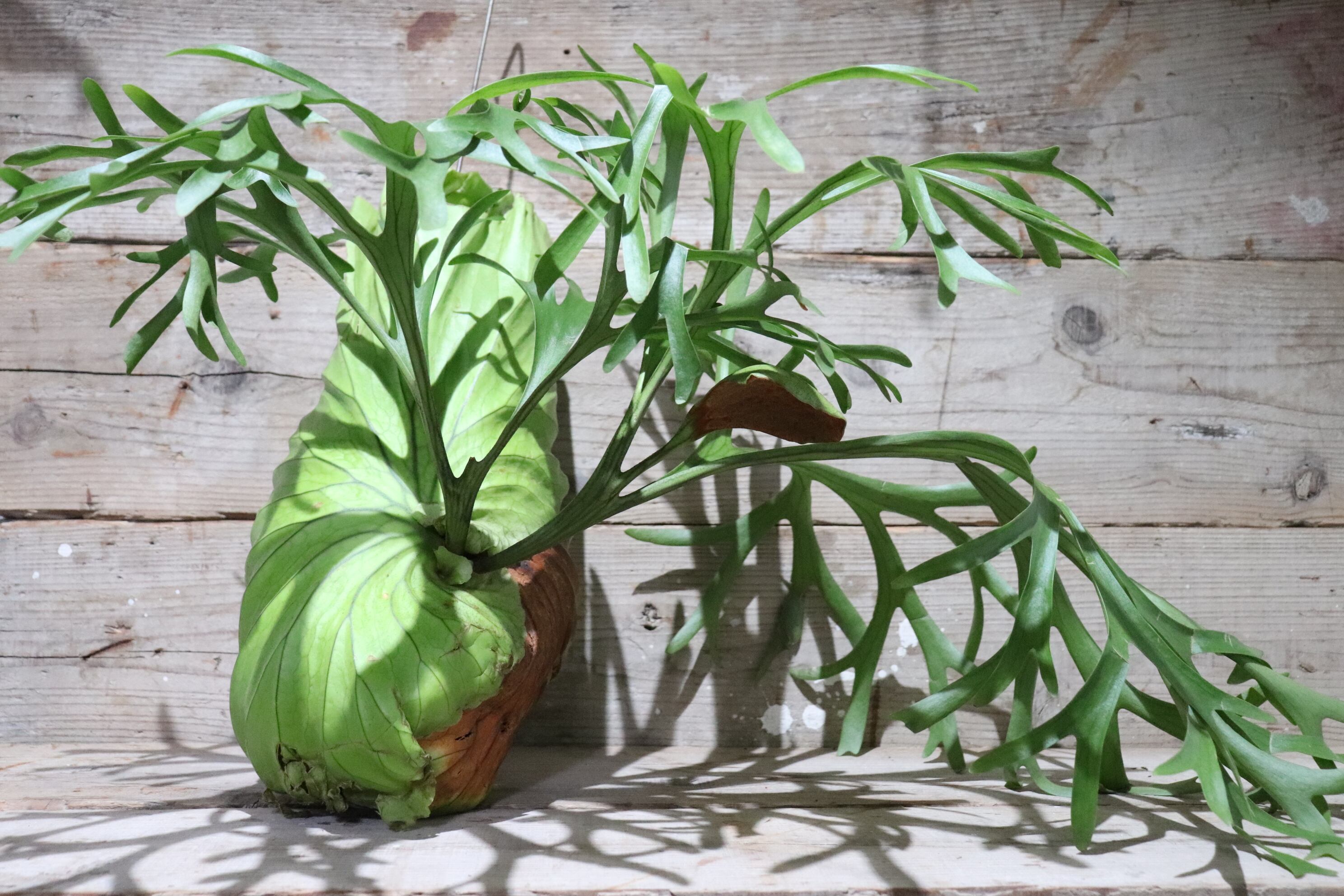 ビカクシダMt. Kitshakood Thin&Dwarf (細葉矮性) ビカクシダMt. Kitshakood Thin&Dwarf (細葉矮性)