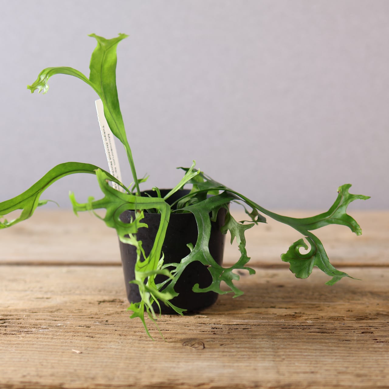 Microsorum sp 'Fireworks’ ミクロソリウム 410 弾ける花火『ミクロソラム sp 'Fireworks'』観葉植物 【送料無料