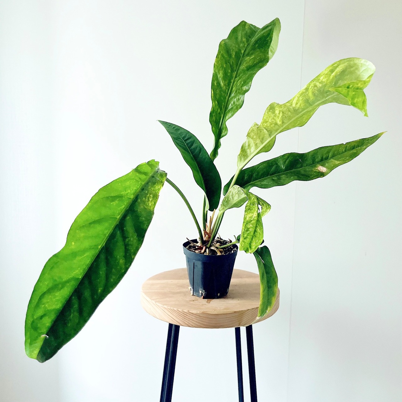 アンスリウム フーケリー 斑入り 観葉植物 calm cafe