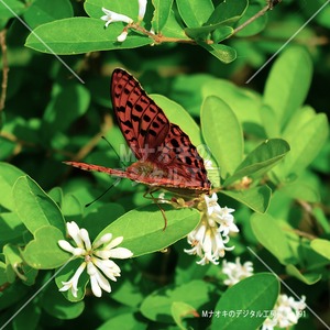 花の蜜を吸う蝶々（ヒョウモンチョウ）  Butterfly sucking nectar from flowers (Leopard butterfly)