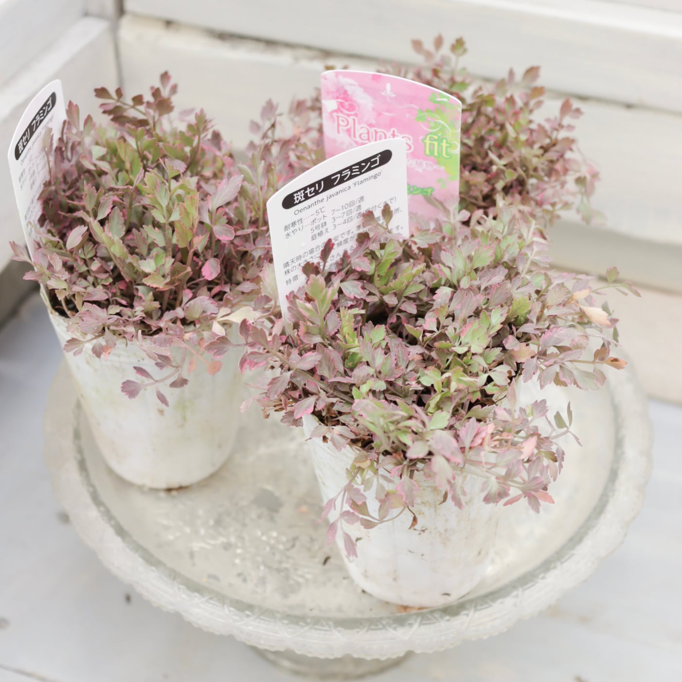 Green heartꕥオンラインショップ