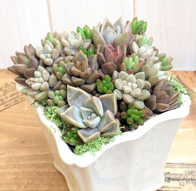 Tevaplanter 多肉植物とシダのアレンジメント Tevaplanter 多肉植物とシダのアレンジメント - メルカリ