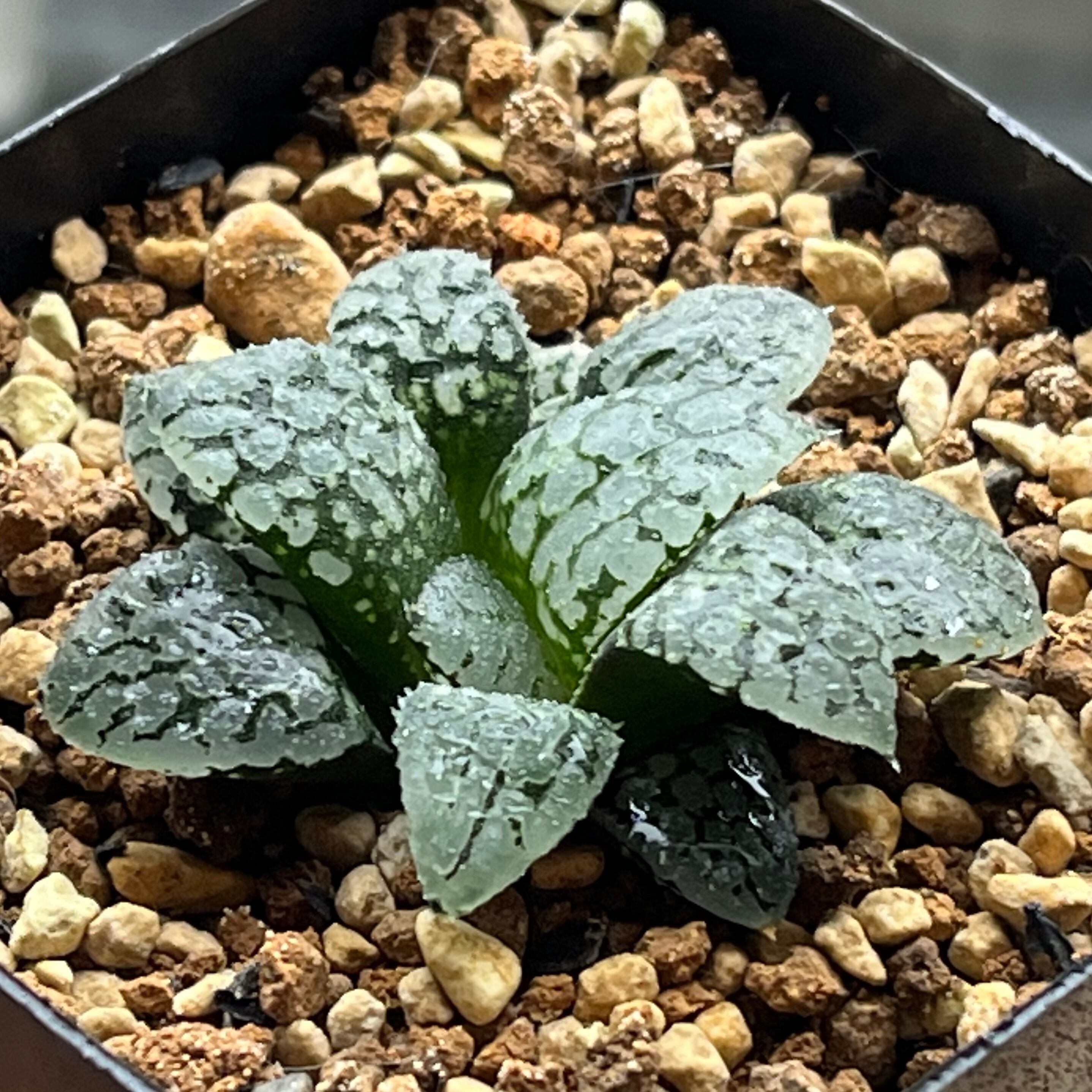 ハオルチア カンタロープアイランド | mocono_plants