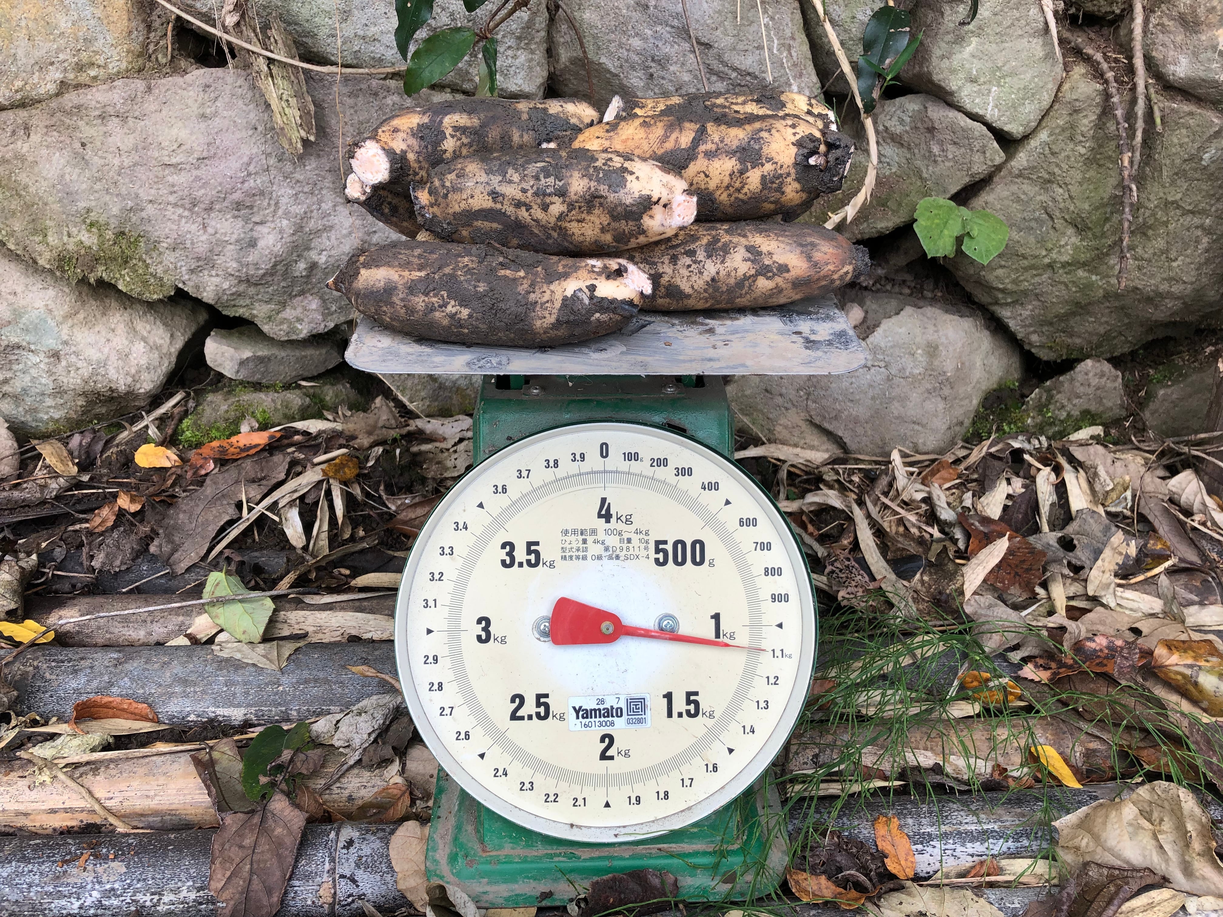 タナカレンコンご家庭サイズ1kg