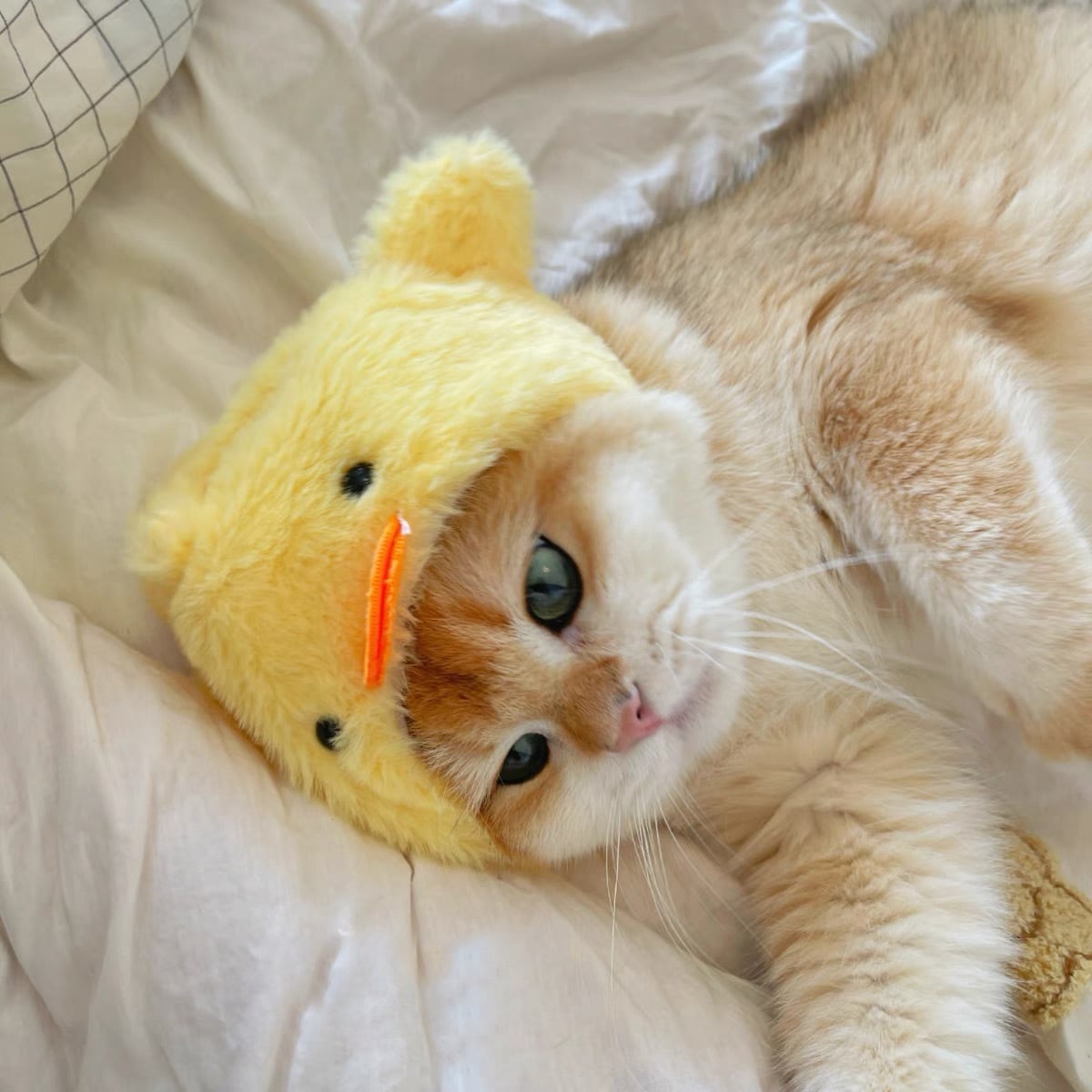 ひよこ被り物 猫 帽子 コスプレ | nyanpets 猫グッズ専門店