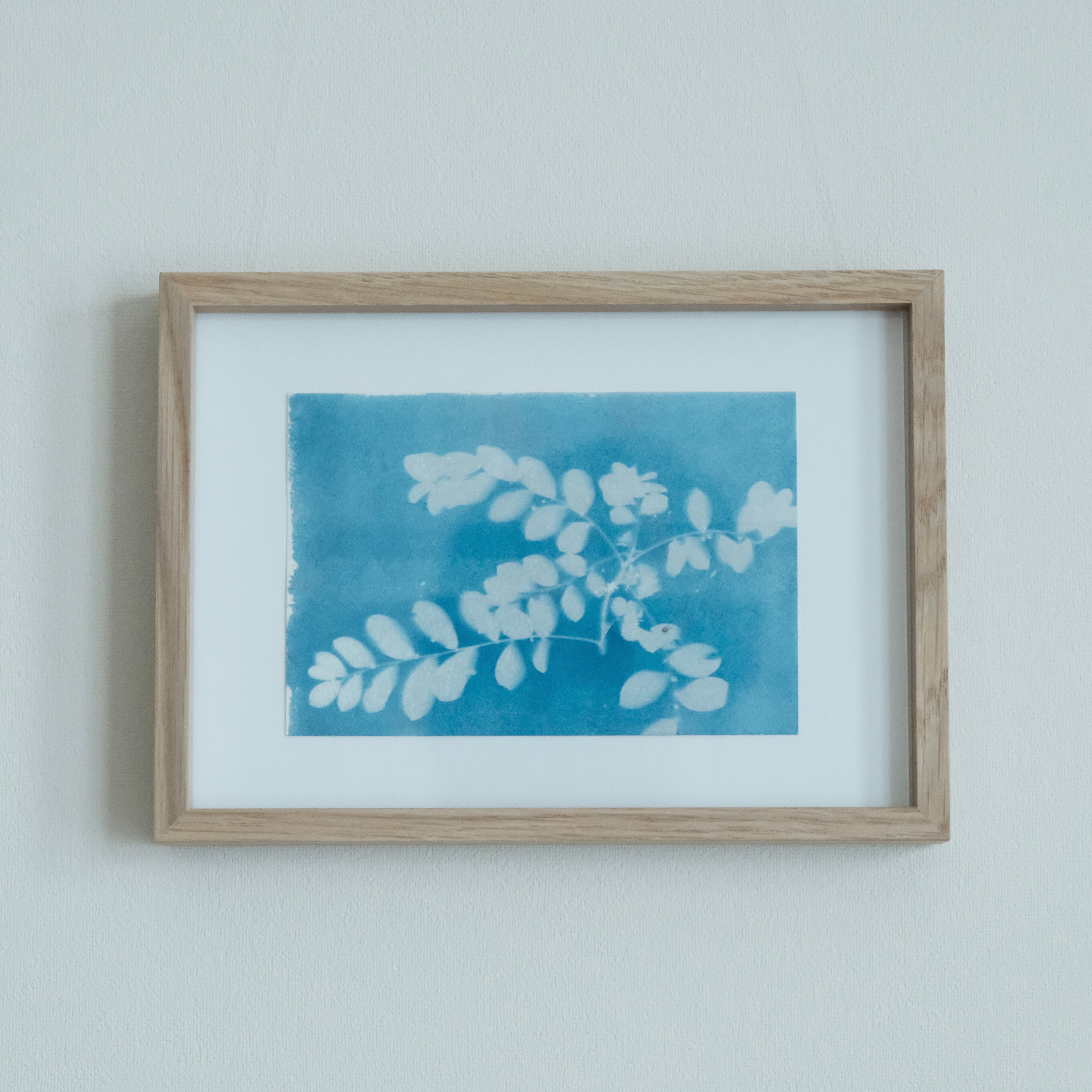 植物の青写真　cyanotype #3
