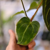 アンスリウム・レガレ / Anthurium Regale⑪│観葉植物