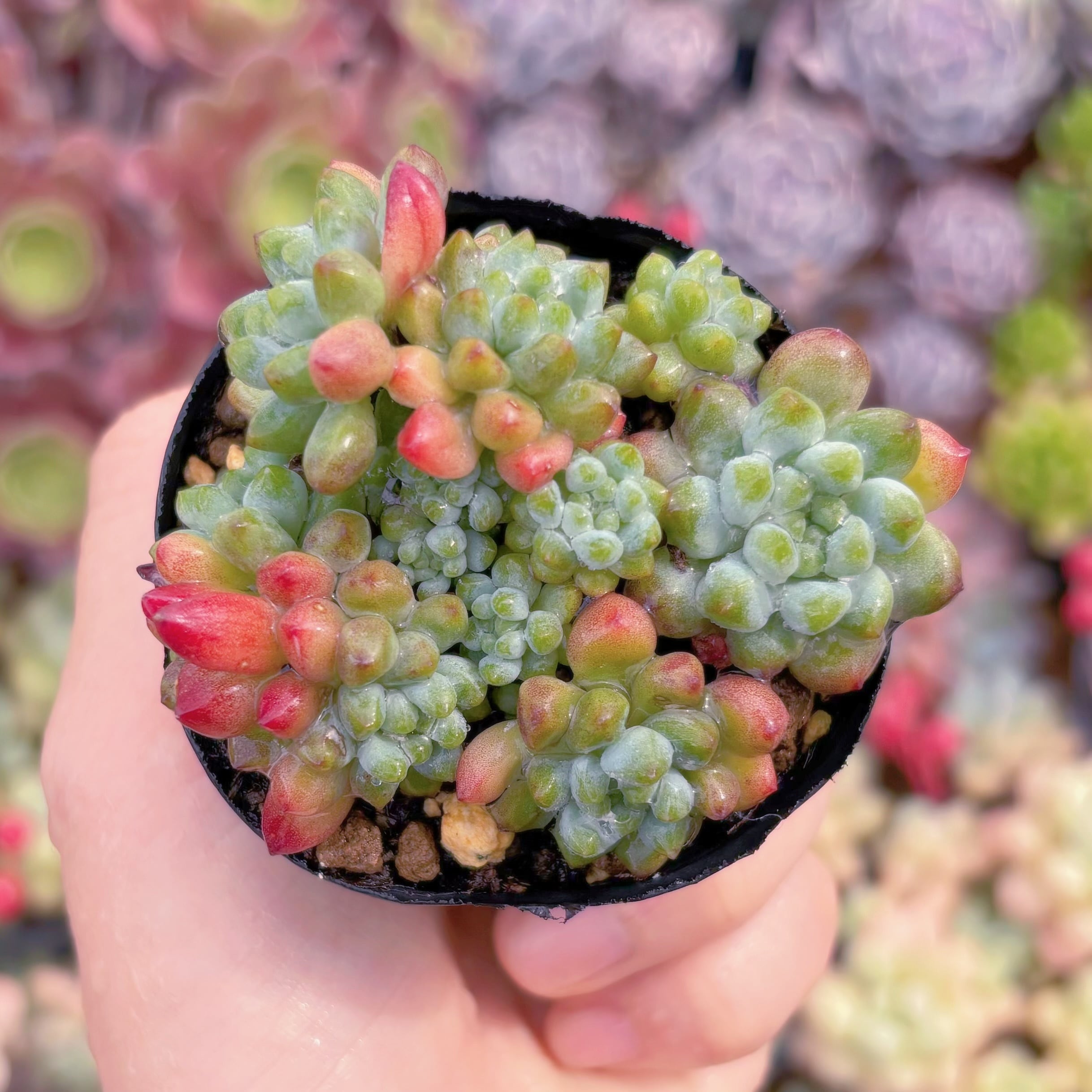 現品　花火#1118　るる農園