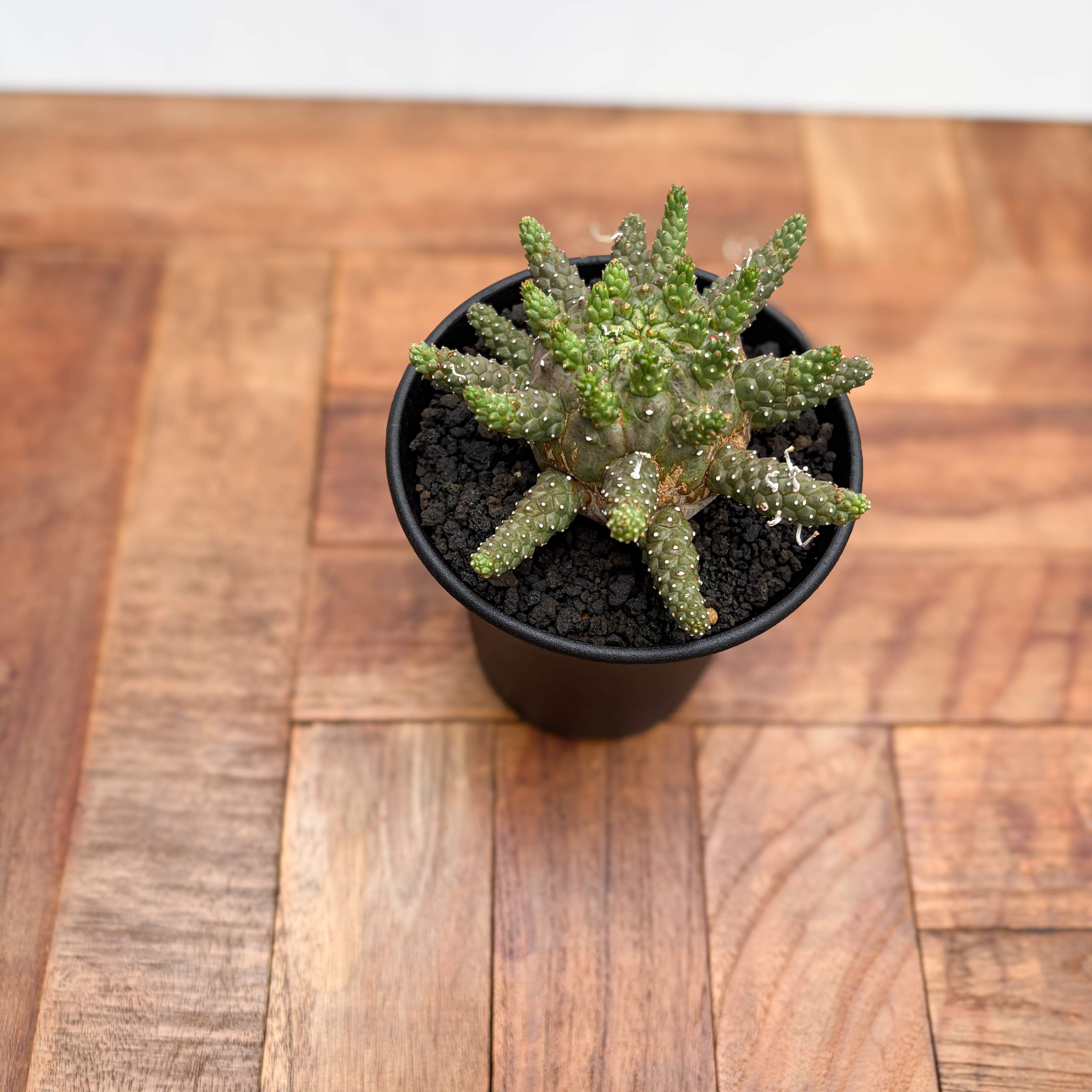 ユーフォルビア ガムケンシス (3個) Euphorbia gamkensis