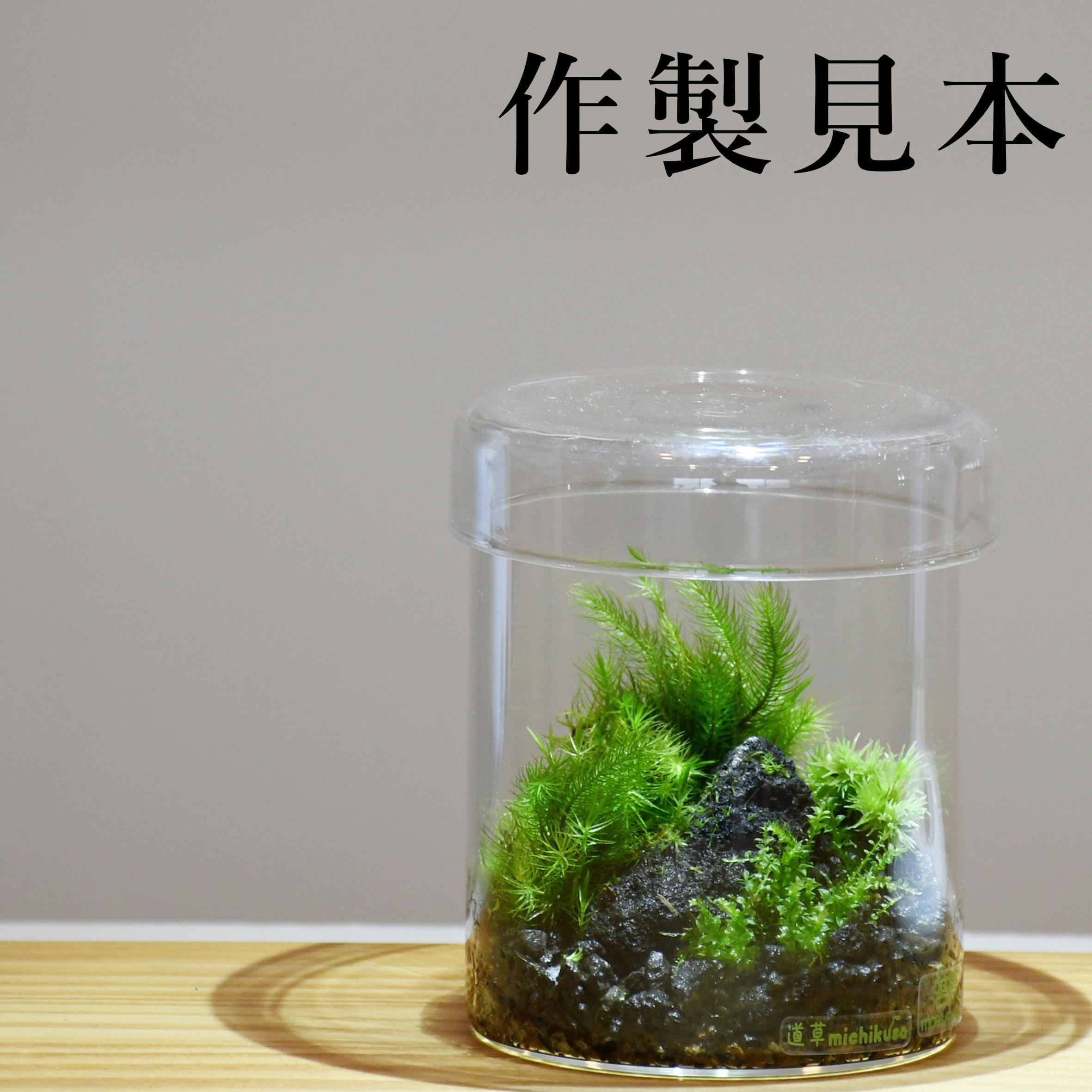 ガラス容器】シリンダーM（直径88xh103mm）◇高さのあるコケの