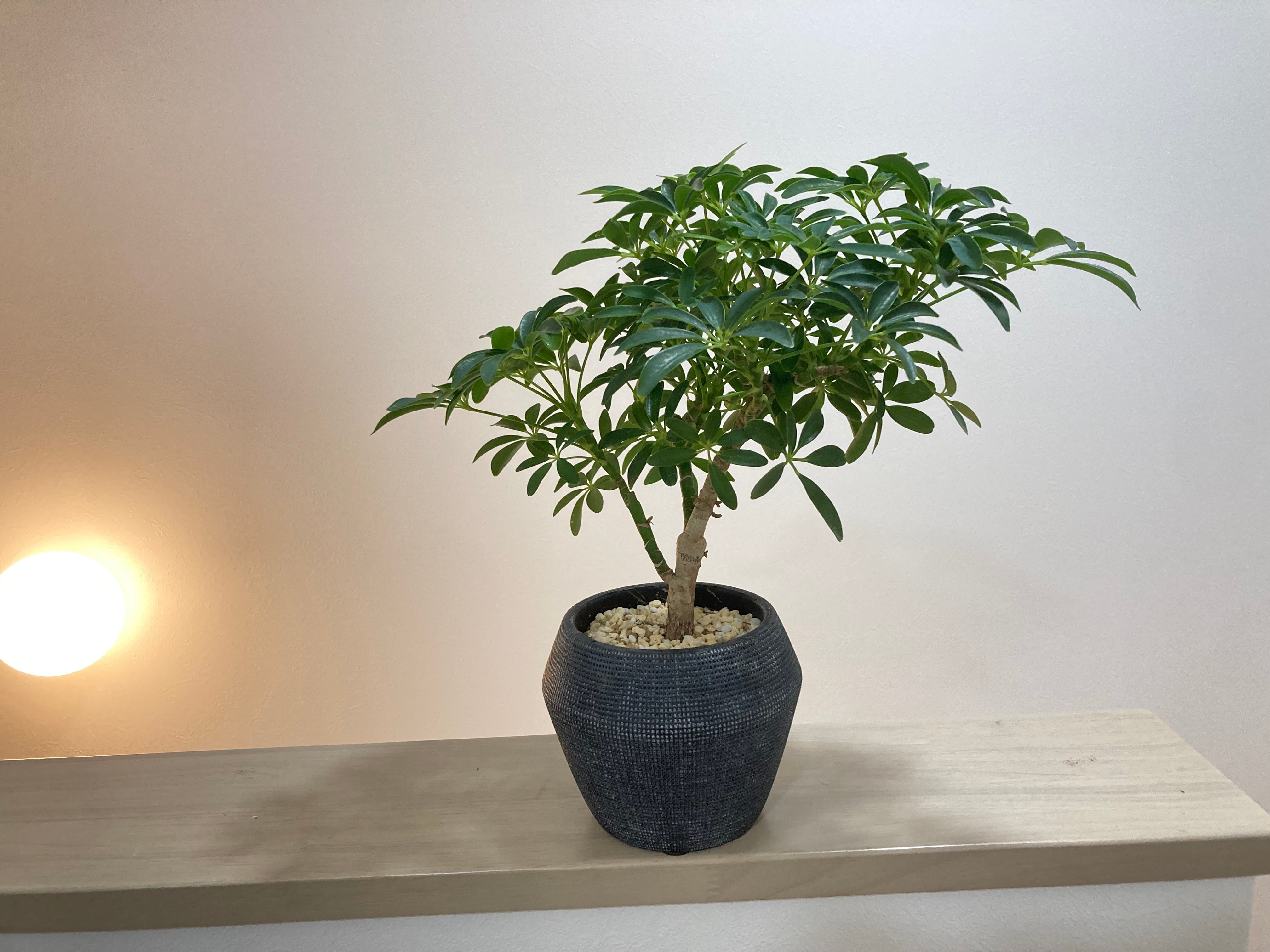 シェフレラ・コンパクタ 陶器鉢 | YR Life Plants | 防虫、殺虫すみの