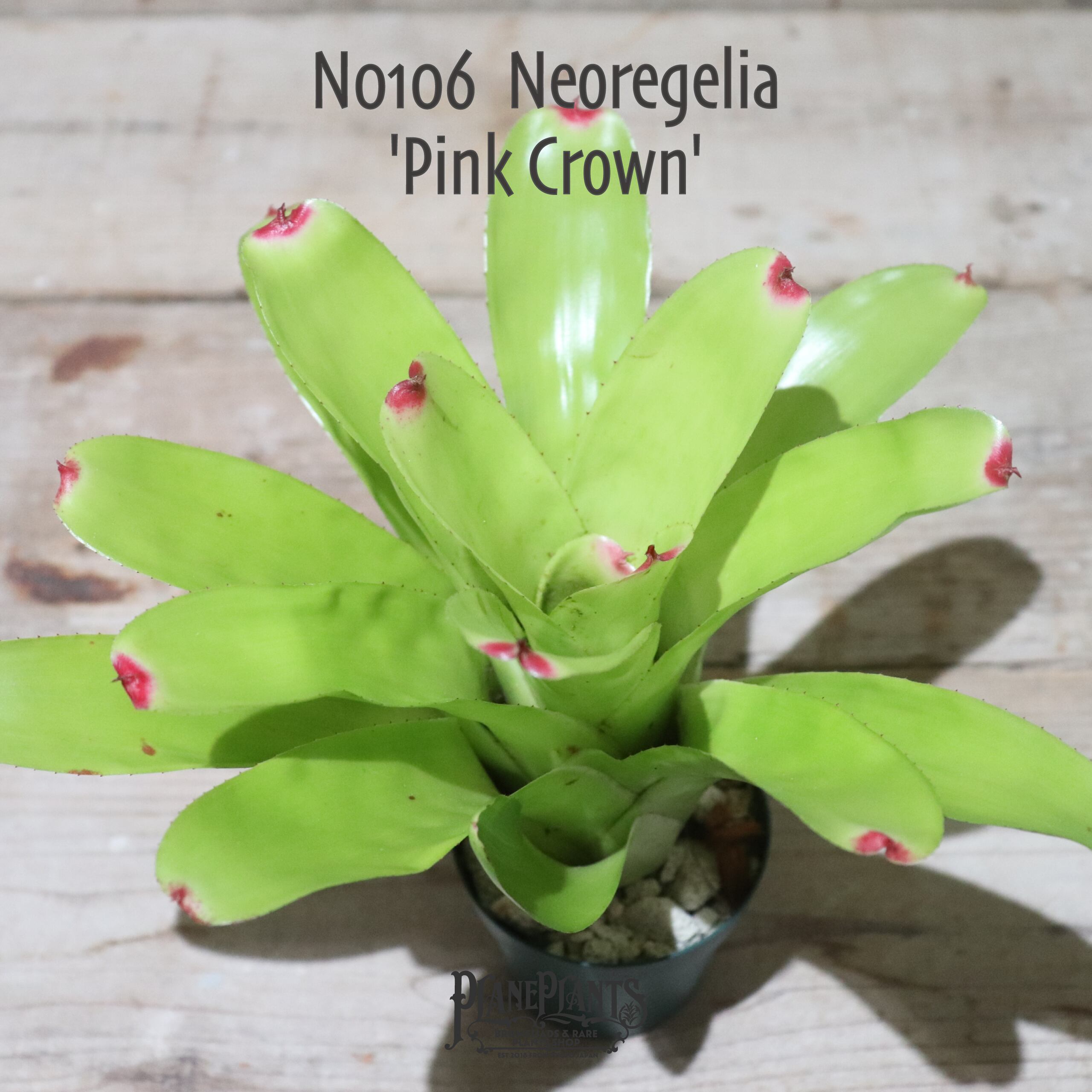 送料無料】Neoregelia 'Pink Crown'〔ネオレゲリア〕現品発送N0106