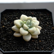 カット苗 エレン錦 Graptoveria 'Ellen Variegated'