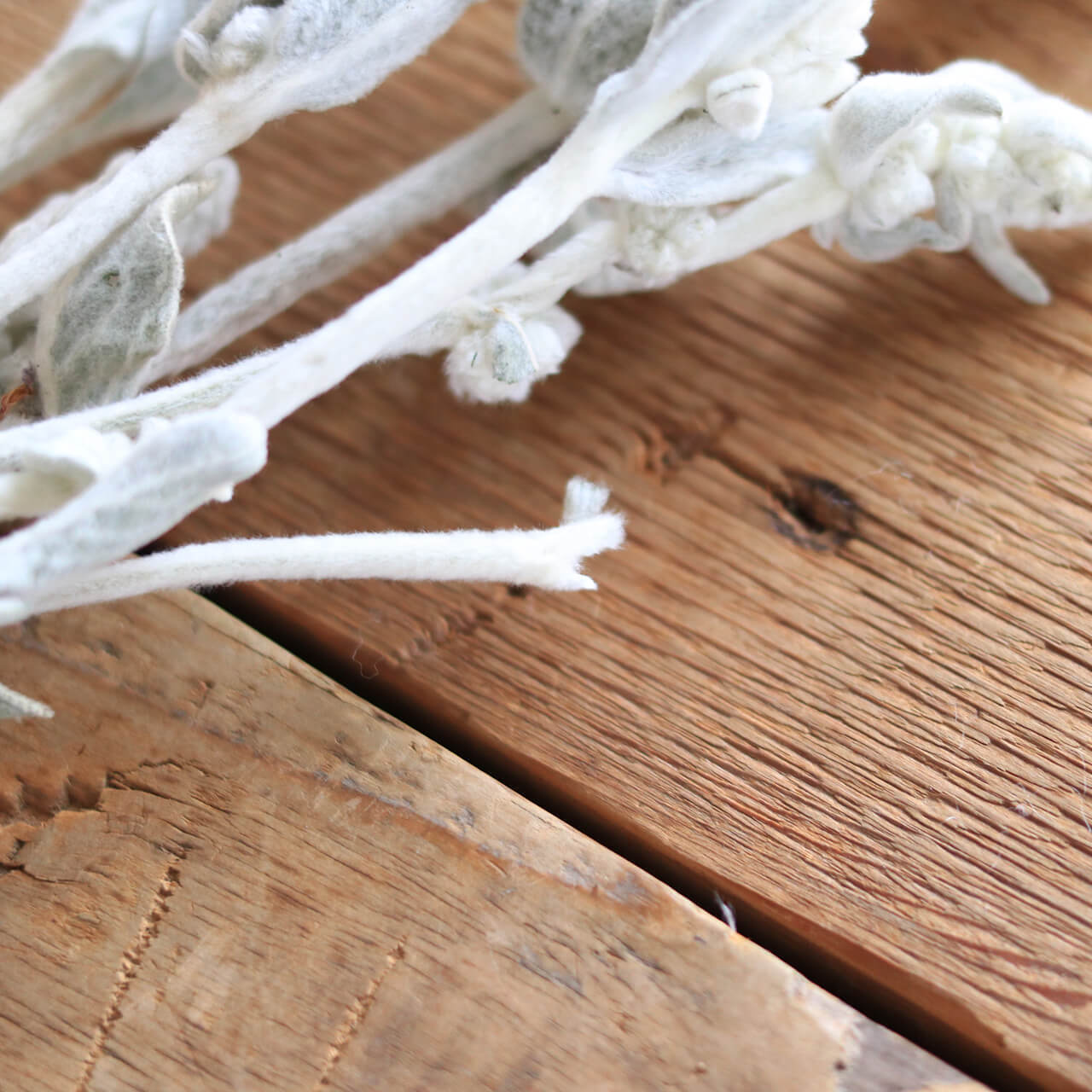 ラムズイヤー ( ワタチョロギ )/ 北海道産 ドライフラワー 花材 リース