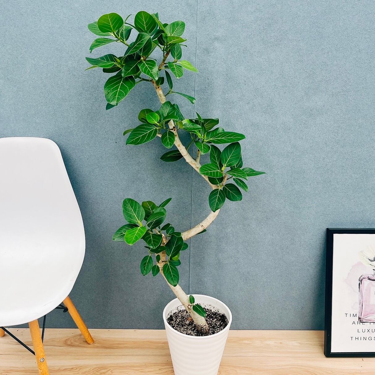 現品］♡人気♡ 22番 フィカス アルテシマ 曲がり 7号 観葉植物 室内