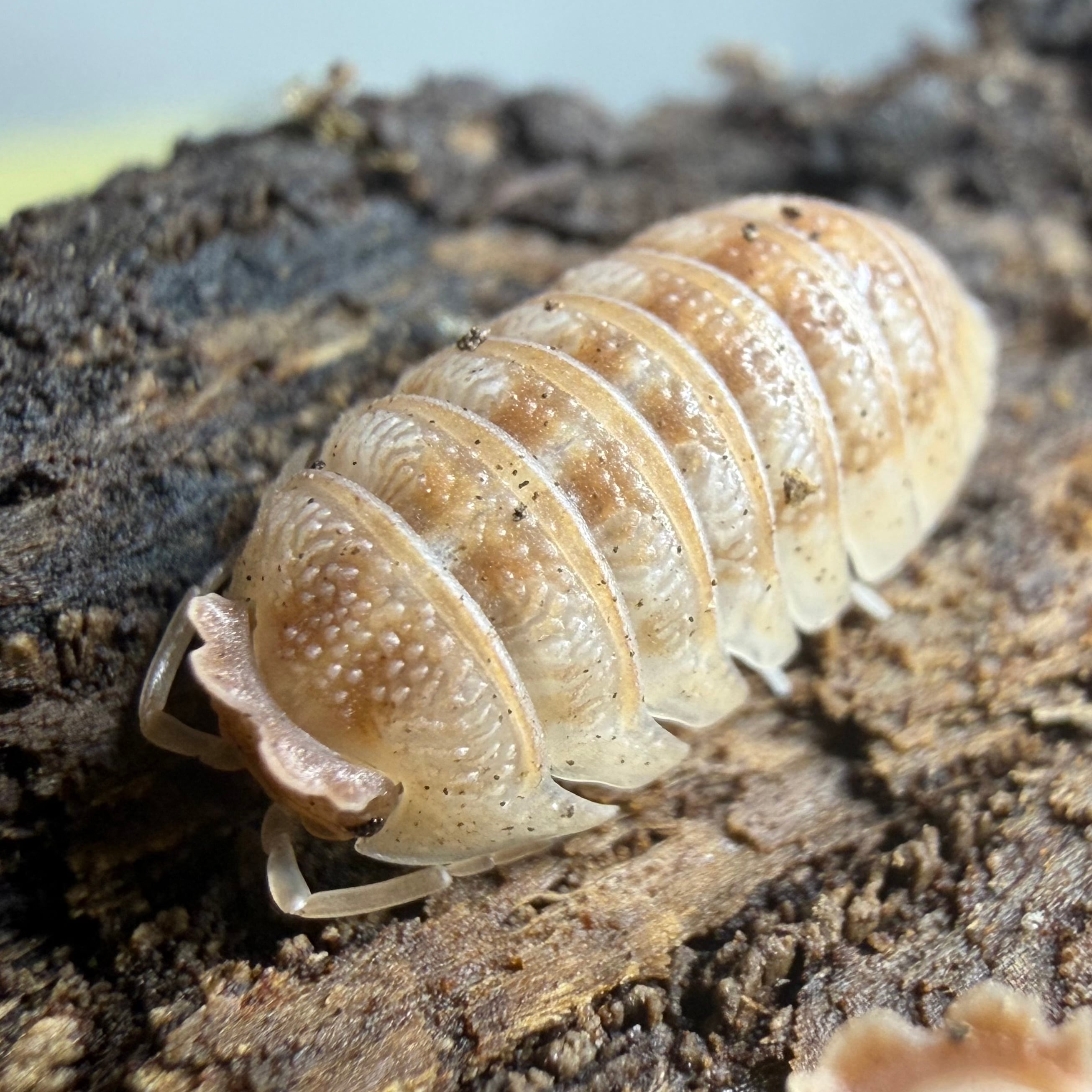 ダンゴムシ | 昆虫ショップ BUG FOREST 【カブト、クワガタ