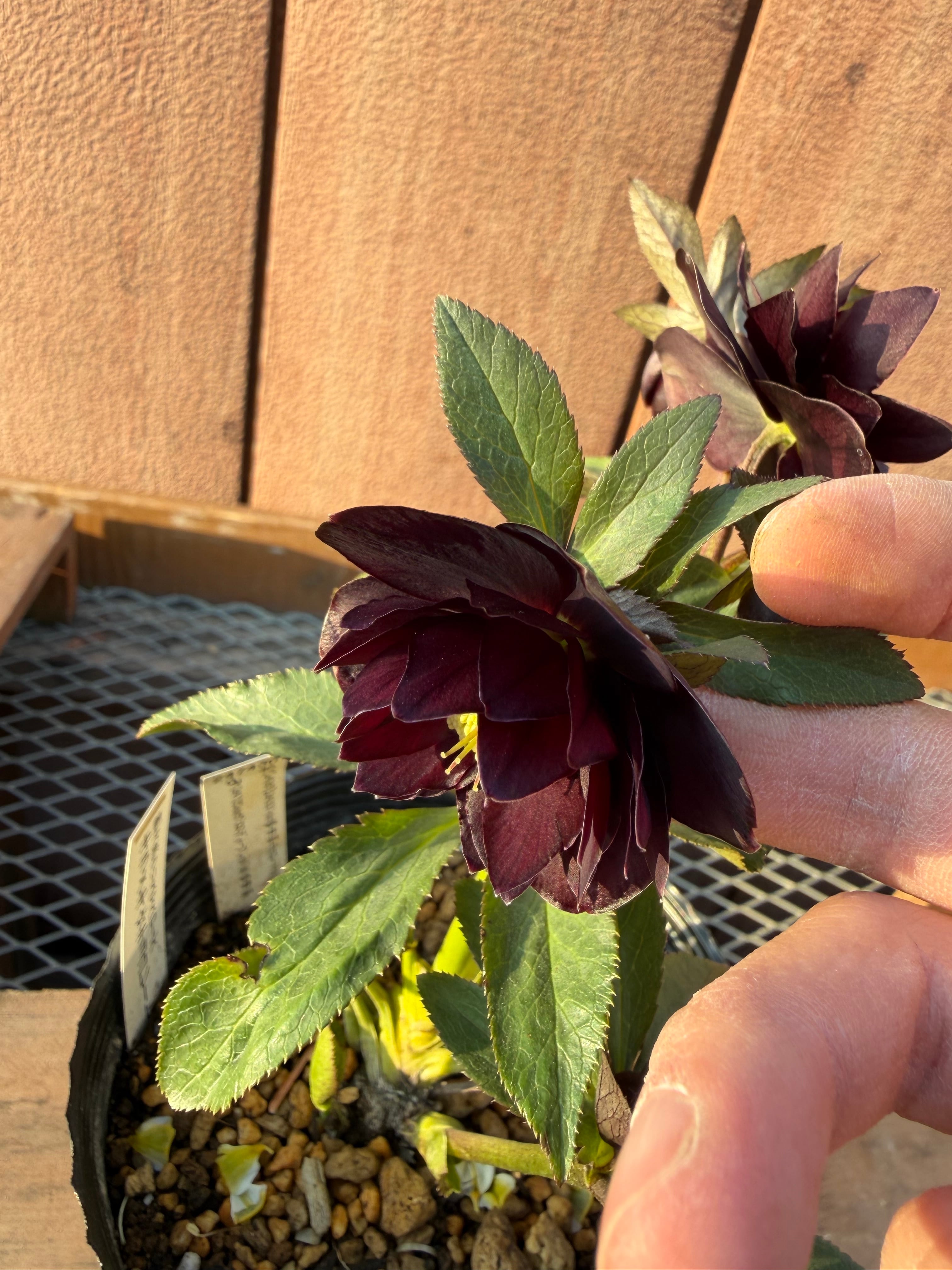 キラメキ☆チョコレート 加藤農園 クリスマスローズ【Ka108】送料無料