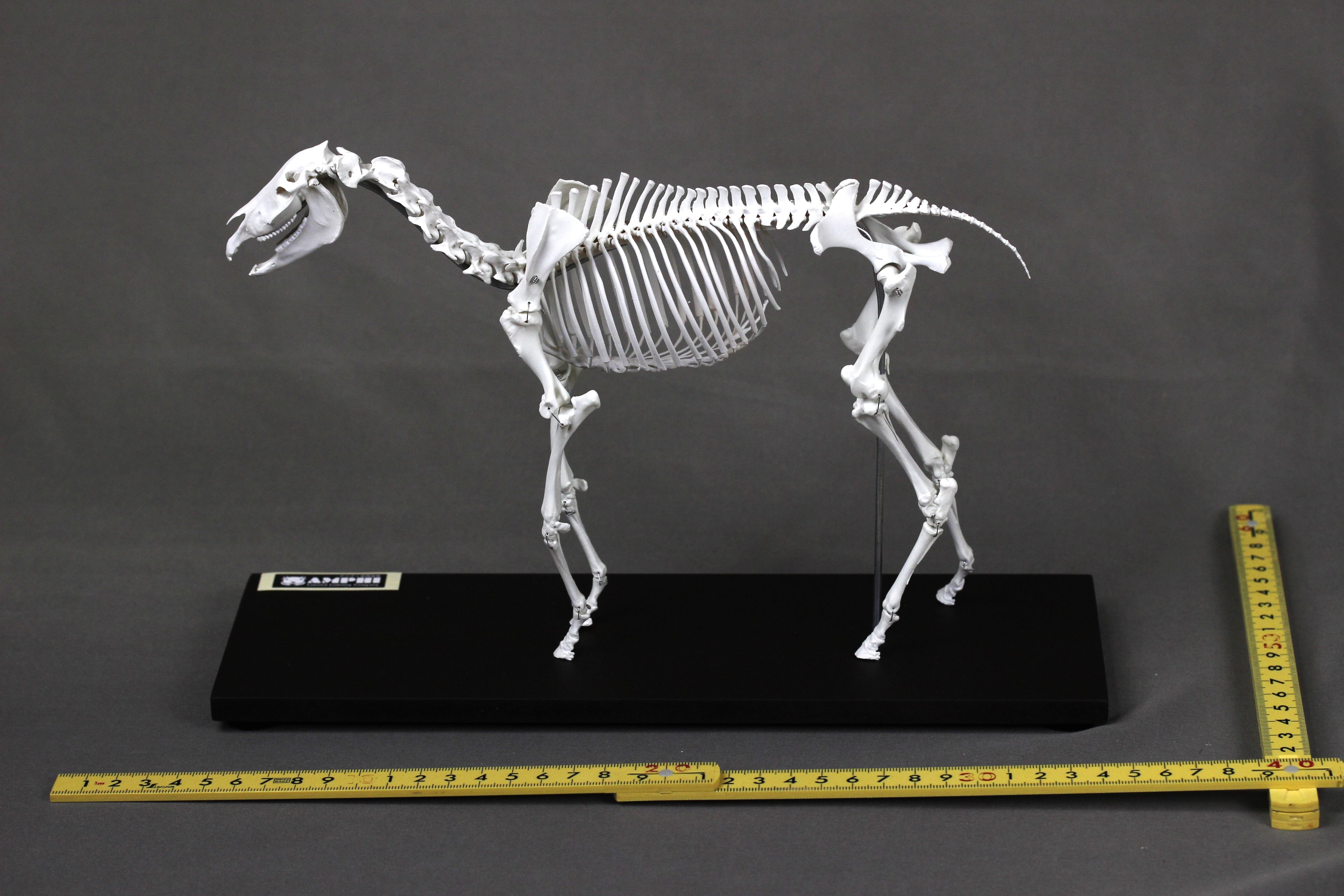 肩甲骨も含め可動式】ウマ (Equus caballus) 縮小全身骨格模型
