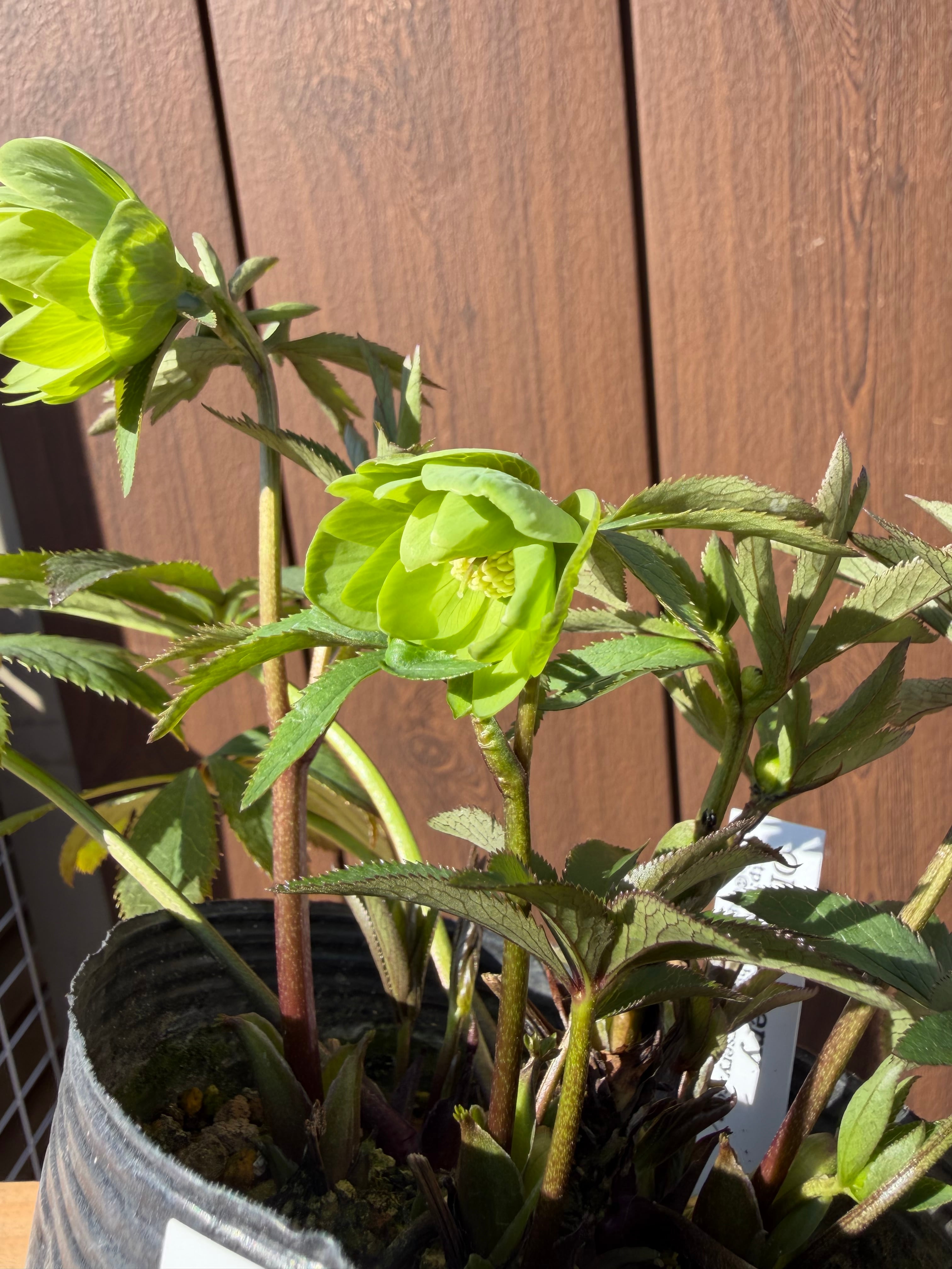 デュメ系dd 大木ナーサリー クリスマスローズ【Og22】送料無料