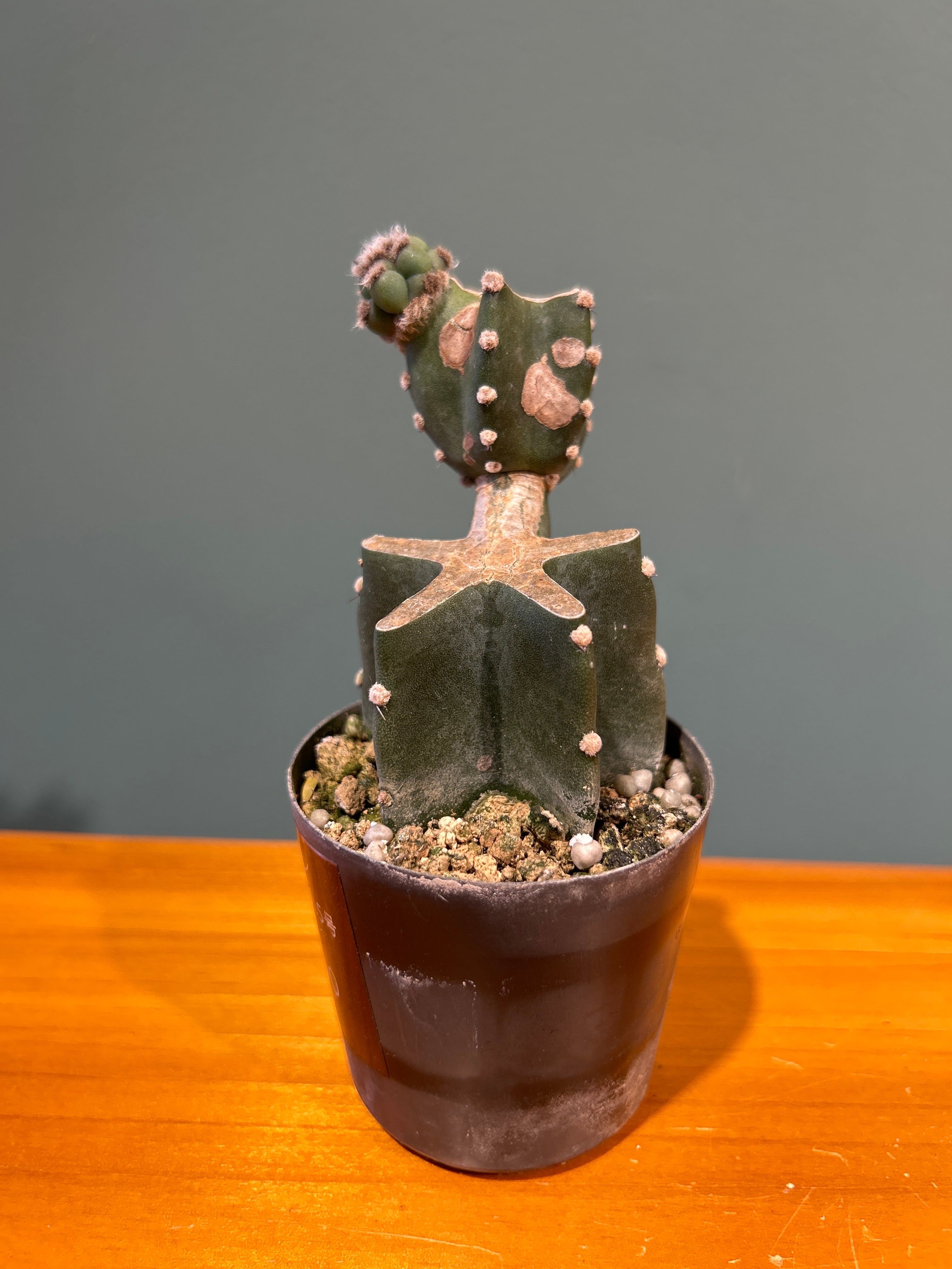 柱サボテン ブランチ2.5号 | 植物との暮らし apricot