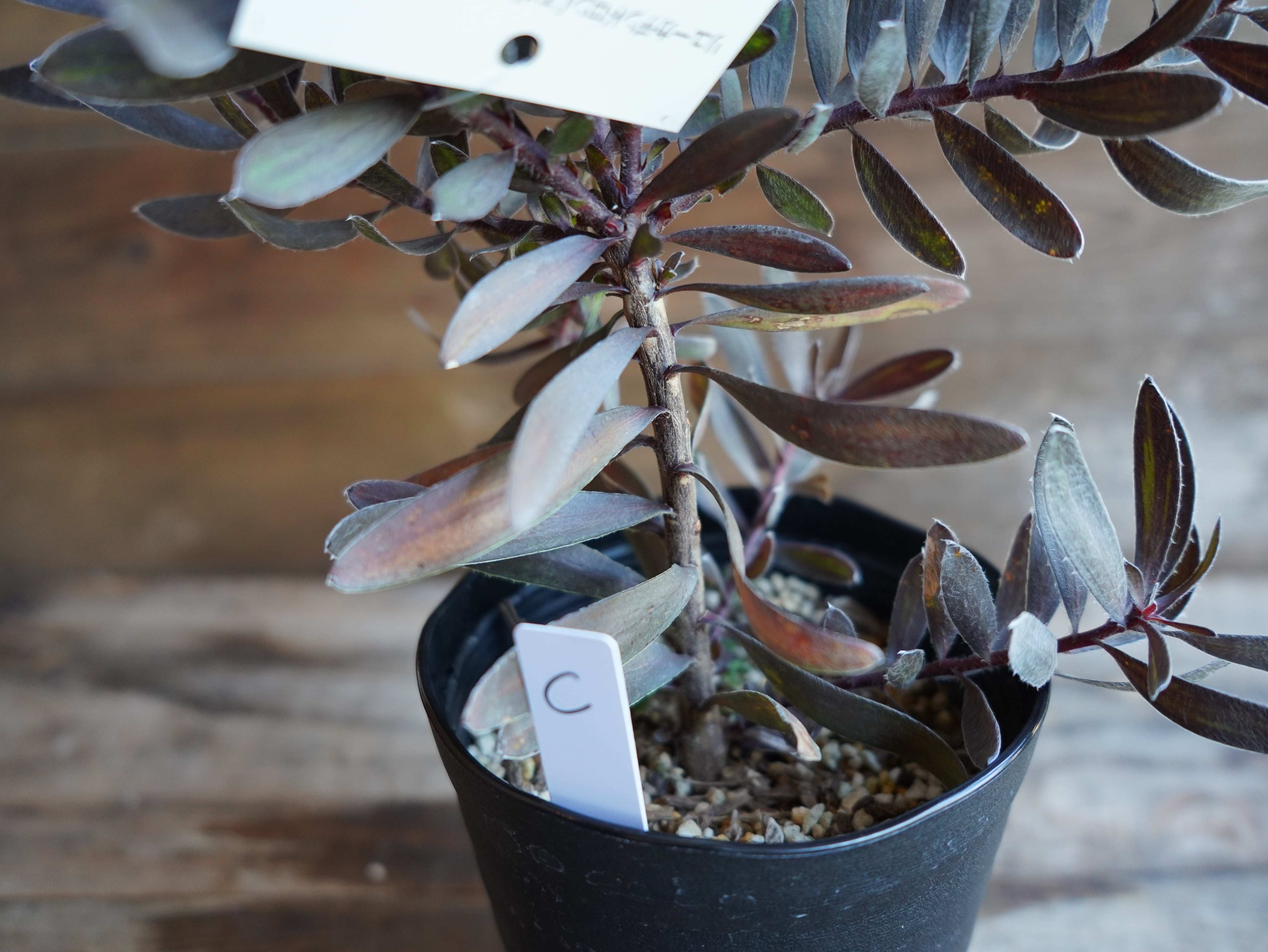 【現物】リューカデンドロン　”エボニー”　C