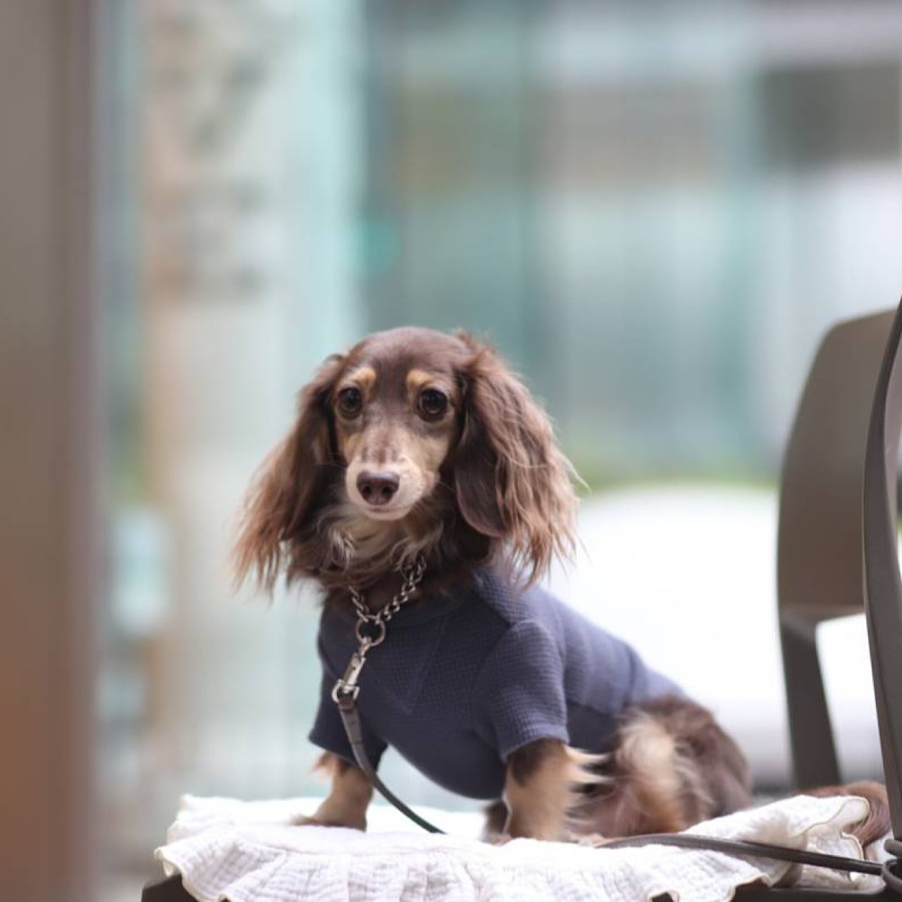 ワッフル ロンT | カニンヘンダックスとミニチュアダックス専門のお