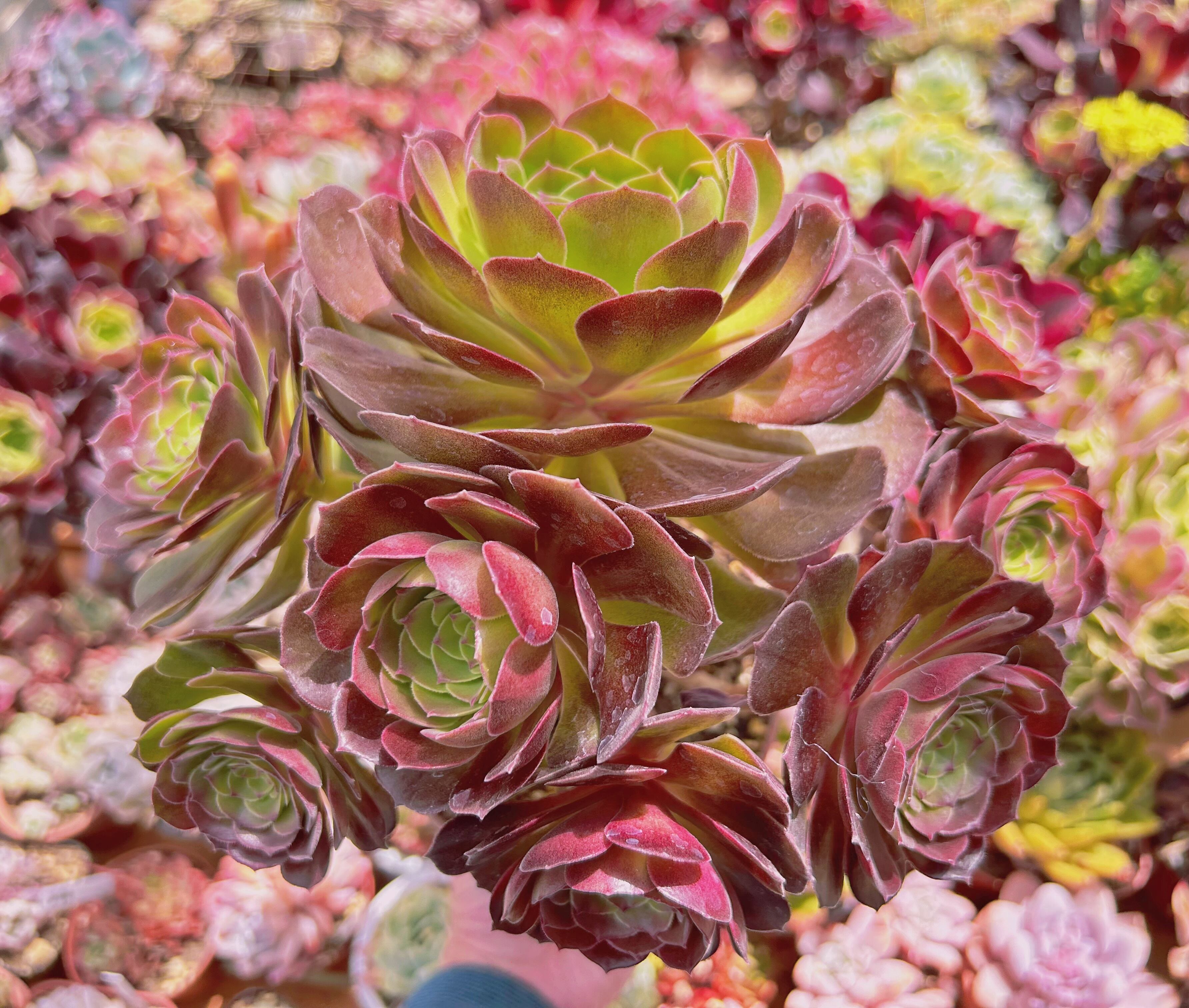 #875現物　多肉植物　ハロウィン　特大　抜き苗